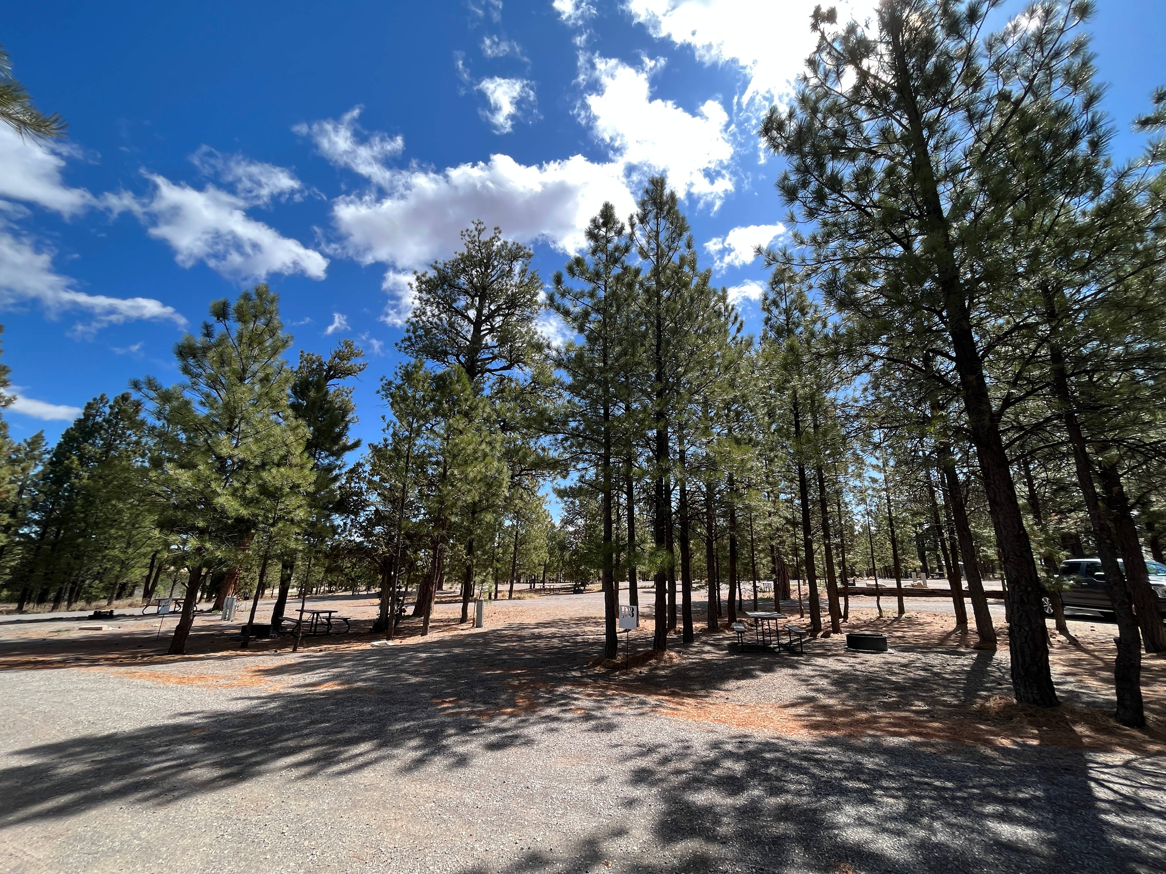 Bryce Canyon Pines