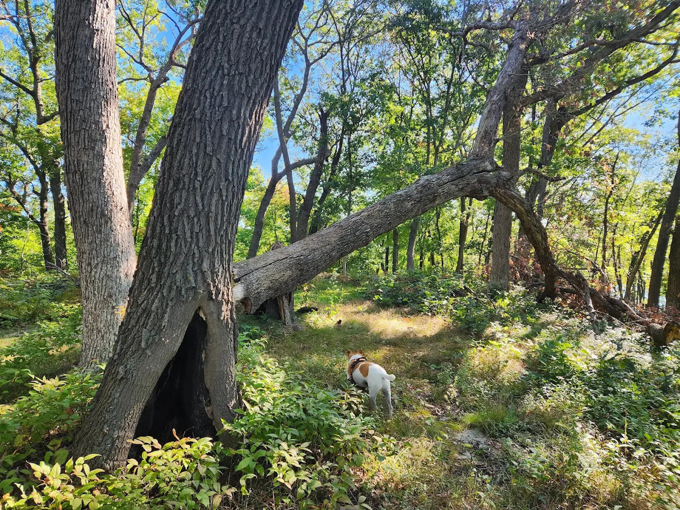 White Mound County Park