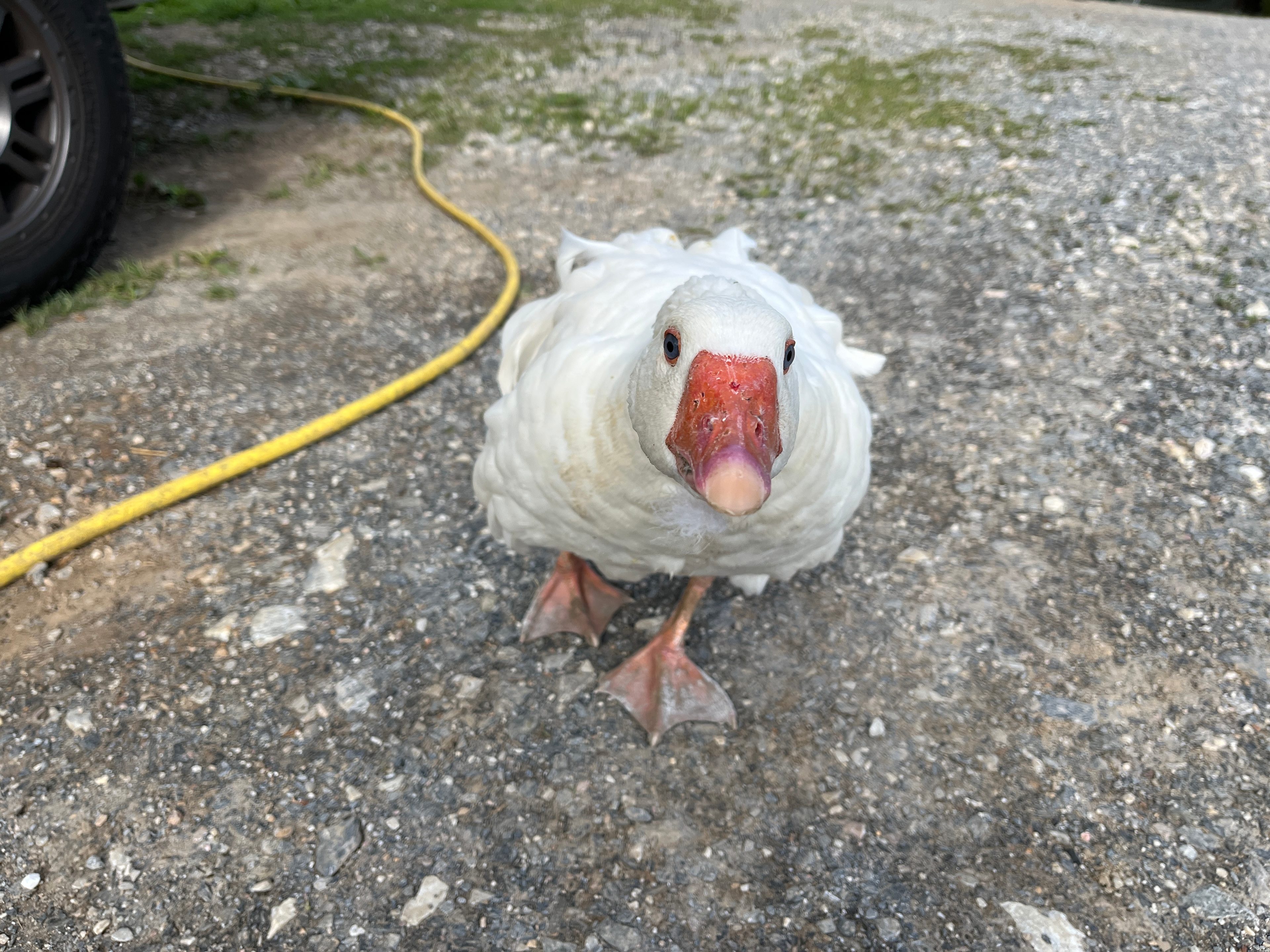 Redemption Springs Farm