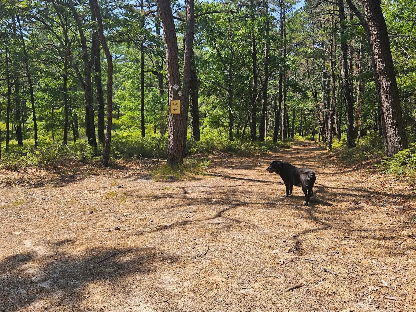 Sears Bellows County Park