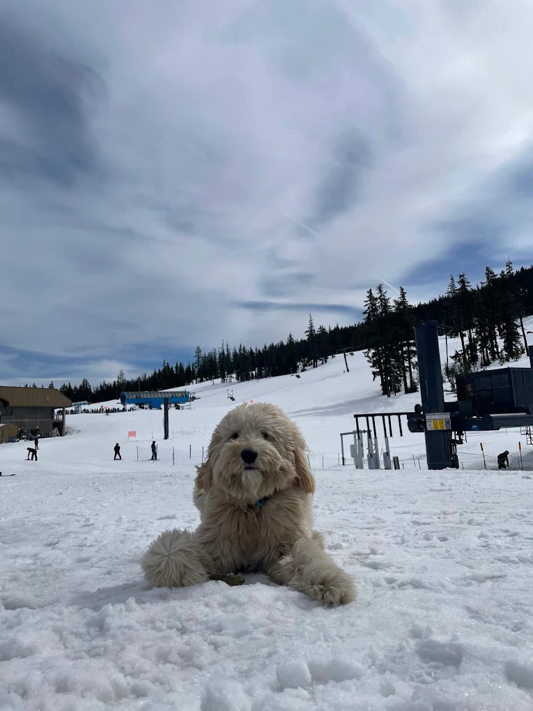 Mt Bachelor Ski Resort