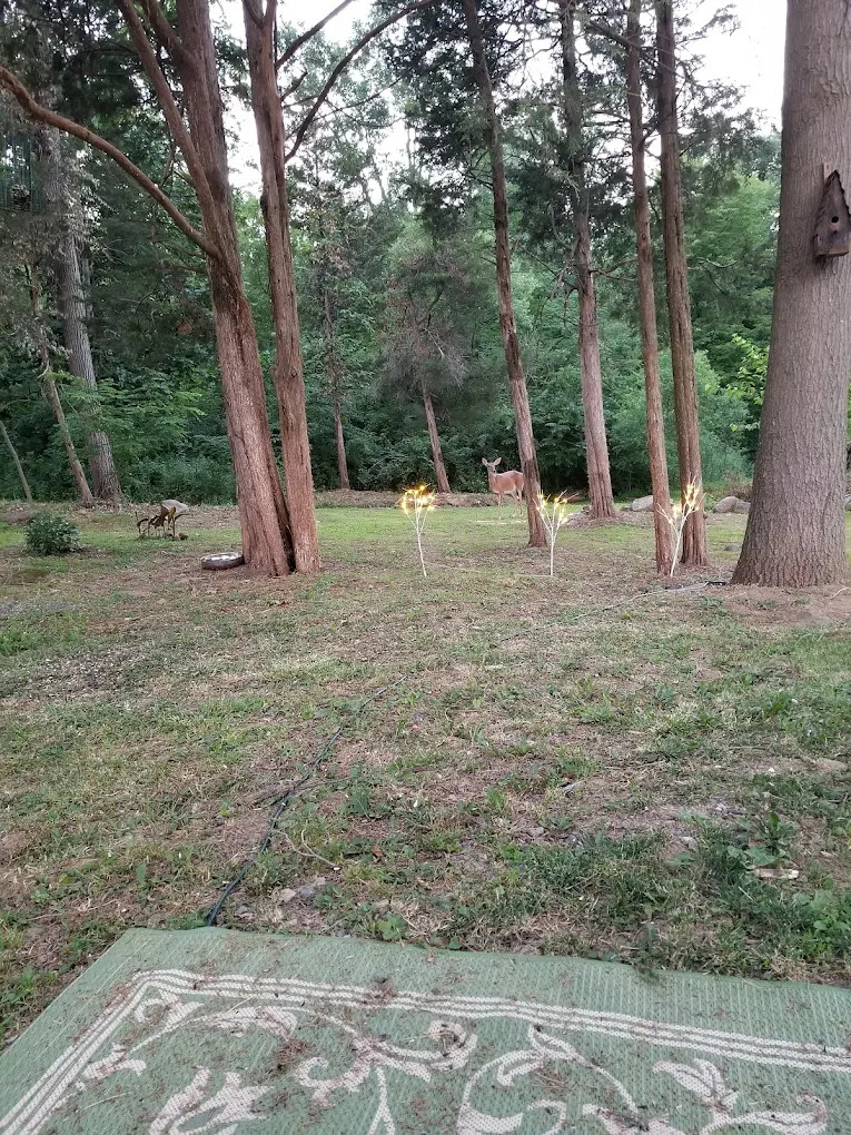 King's Campground