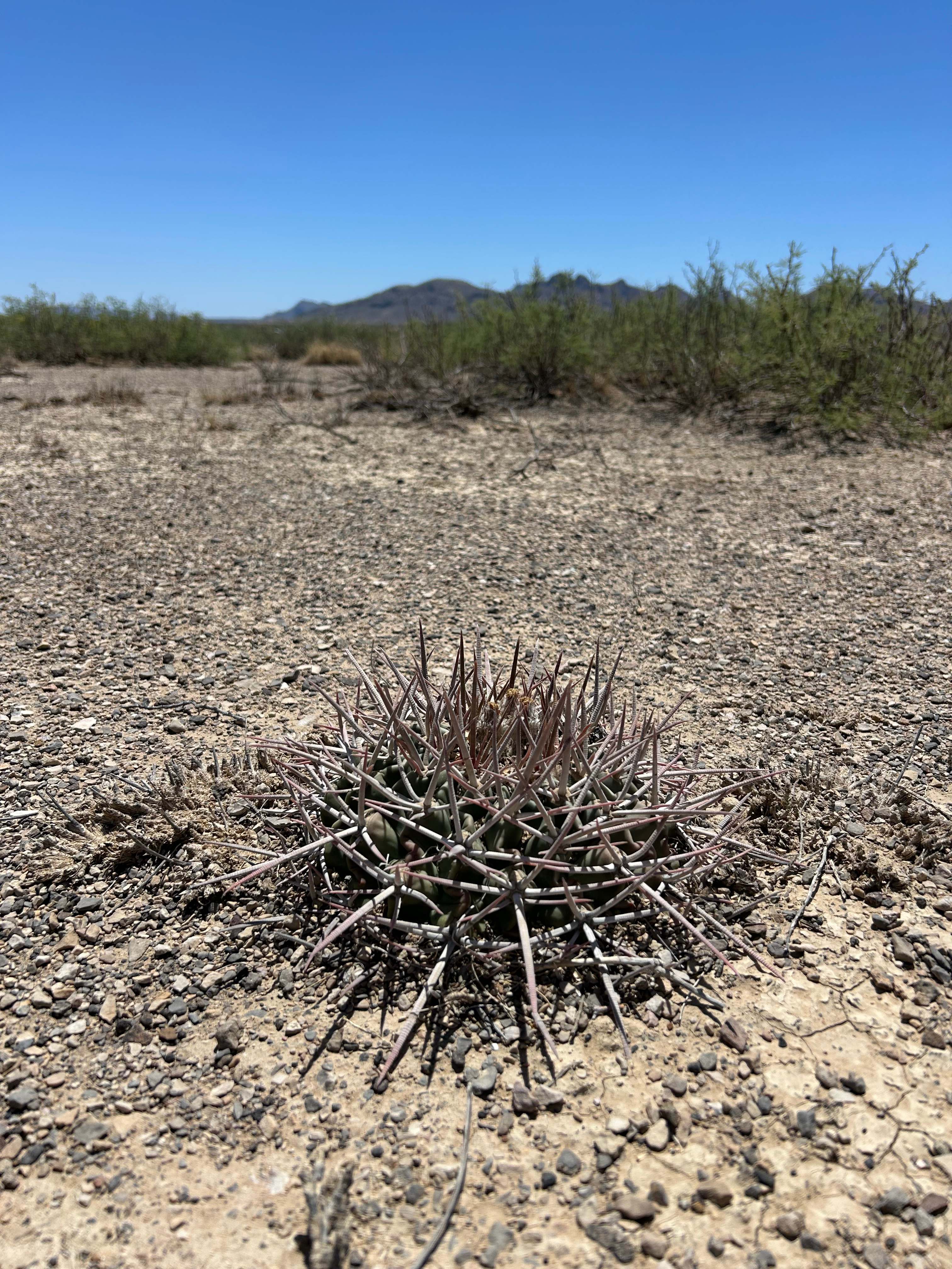 Prickly Pear Outpost