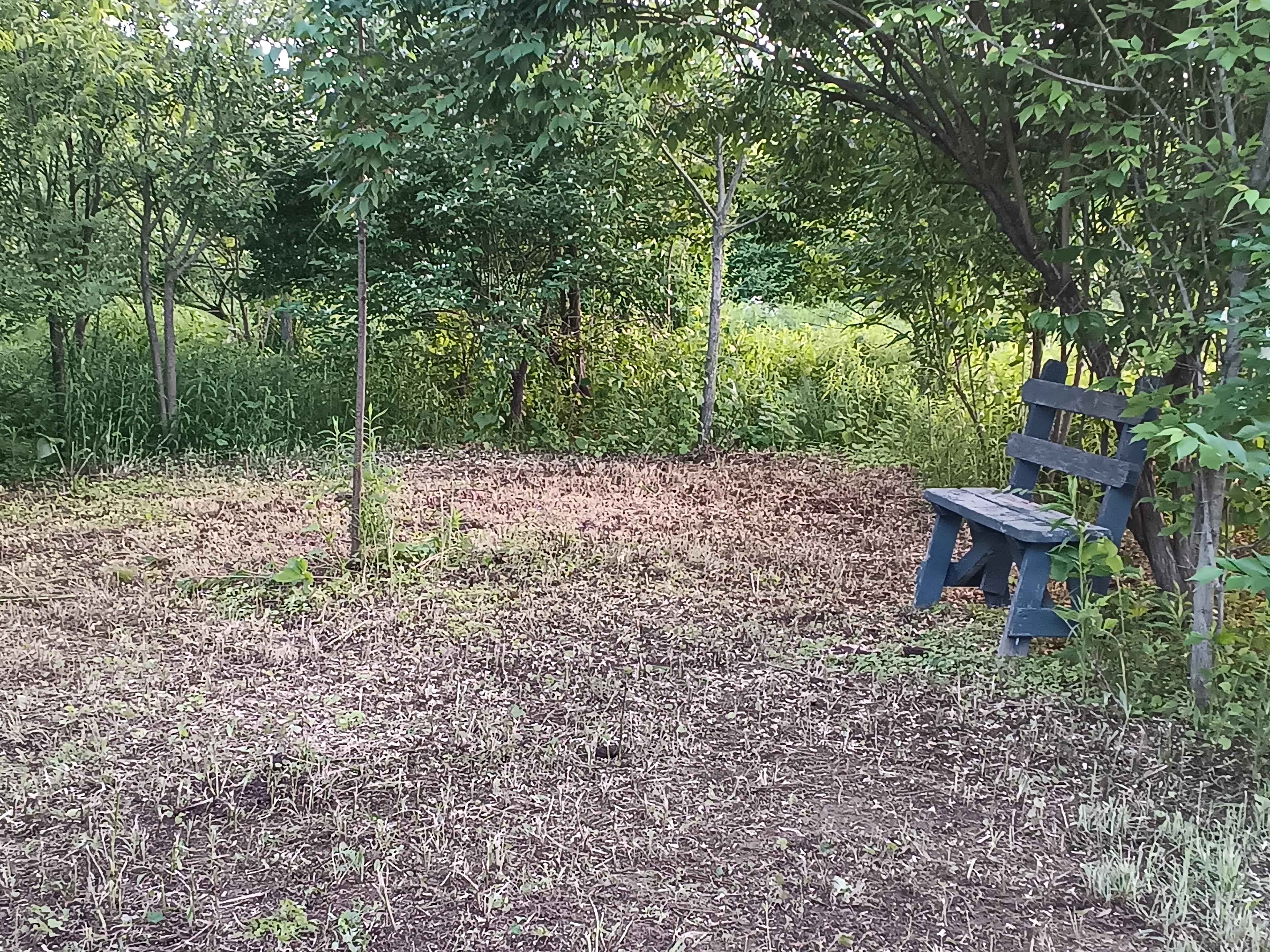Campsite has bench