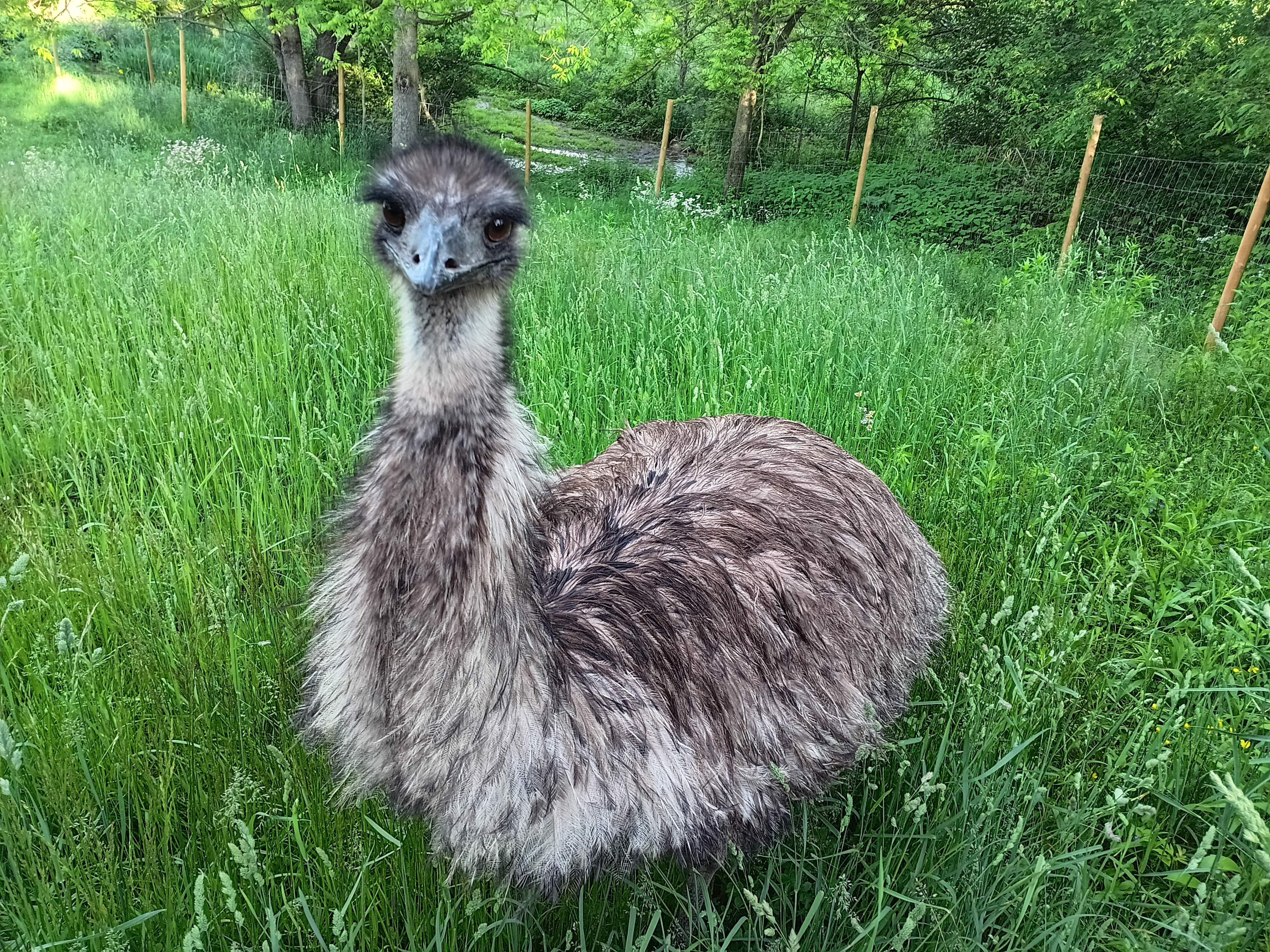 E-claire is more reserved! Emu love❤️ !