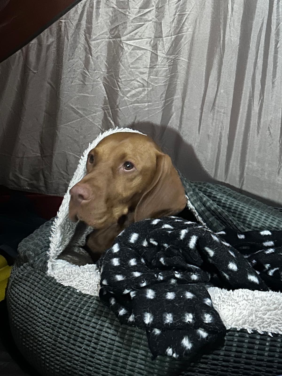 Furry friends are welcome