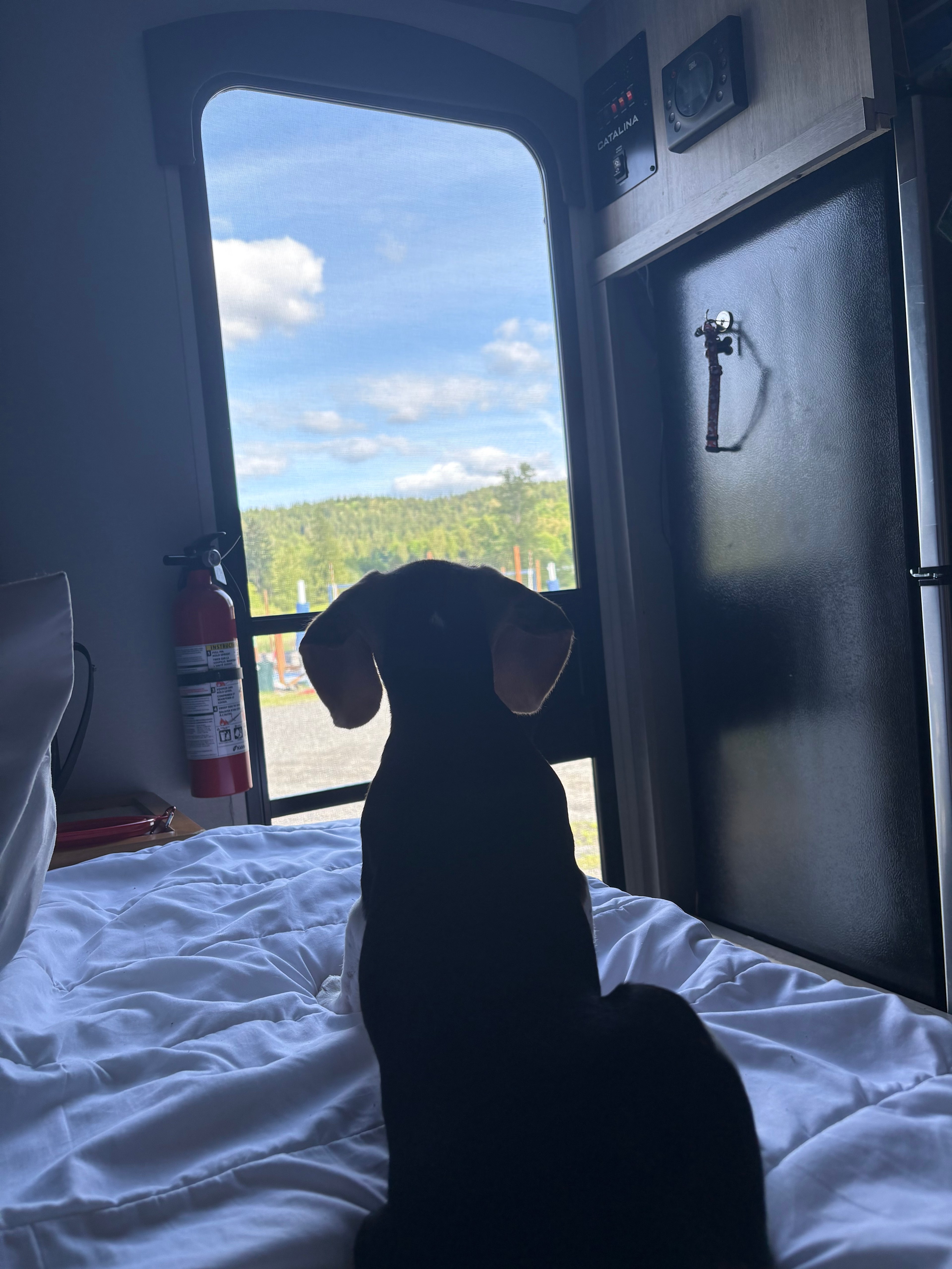 Dandelion Fuzzies Minifarm