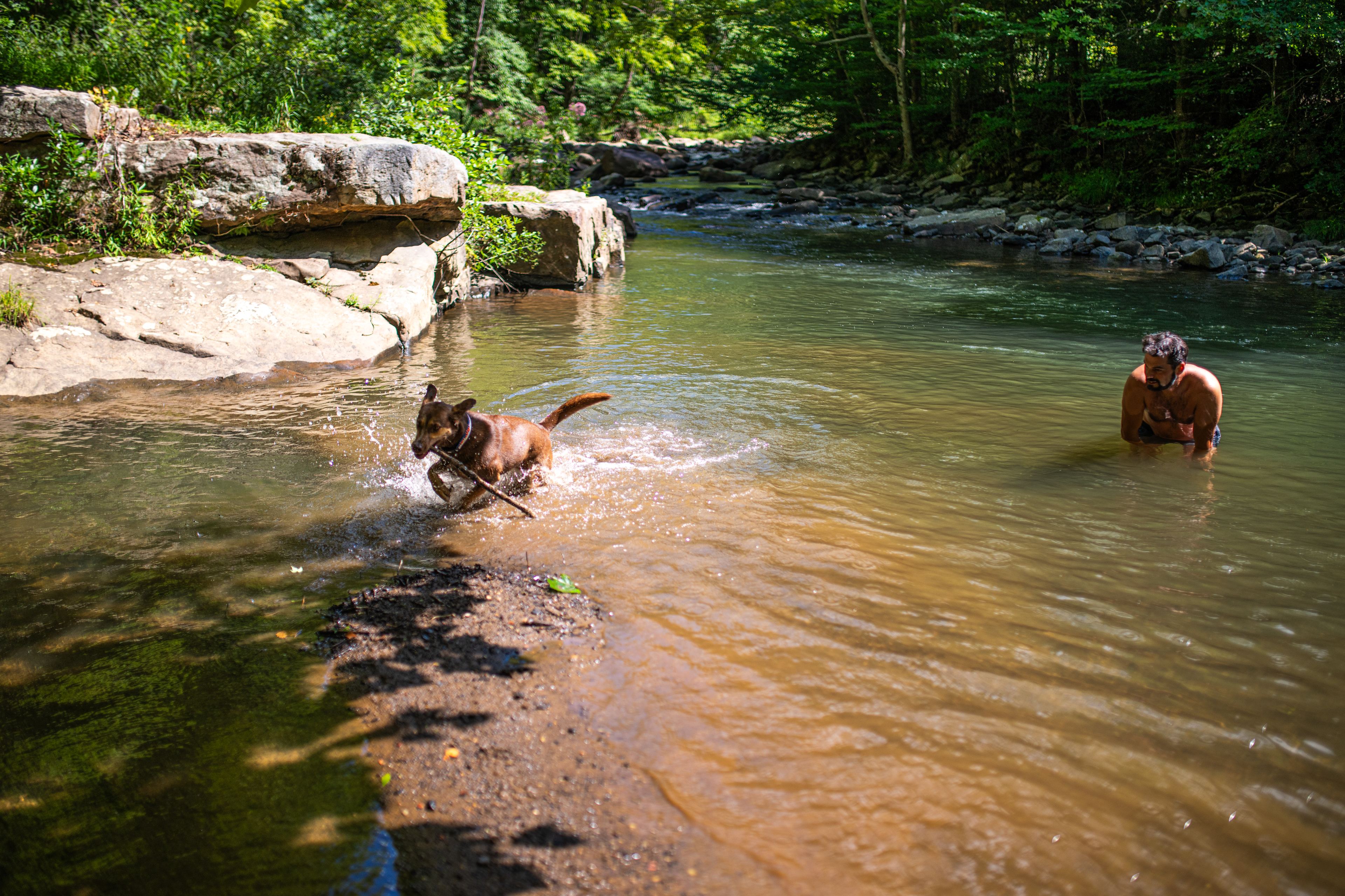 The Wildflower On Abrams Creek