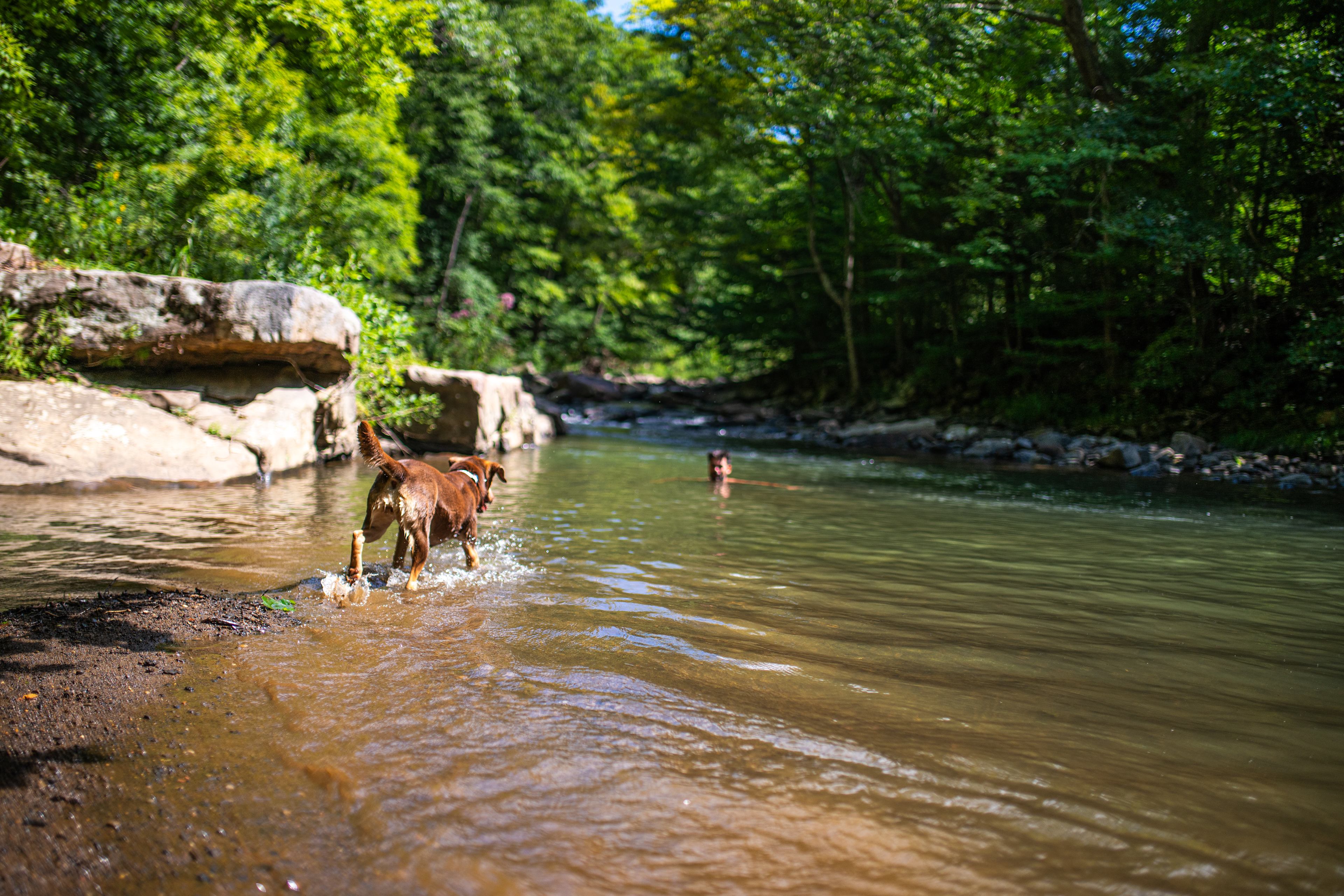 The Wildflower On Abrams Creek