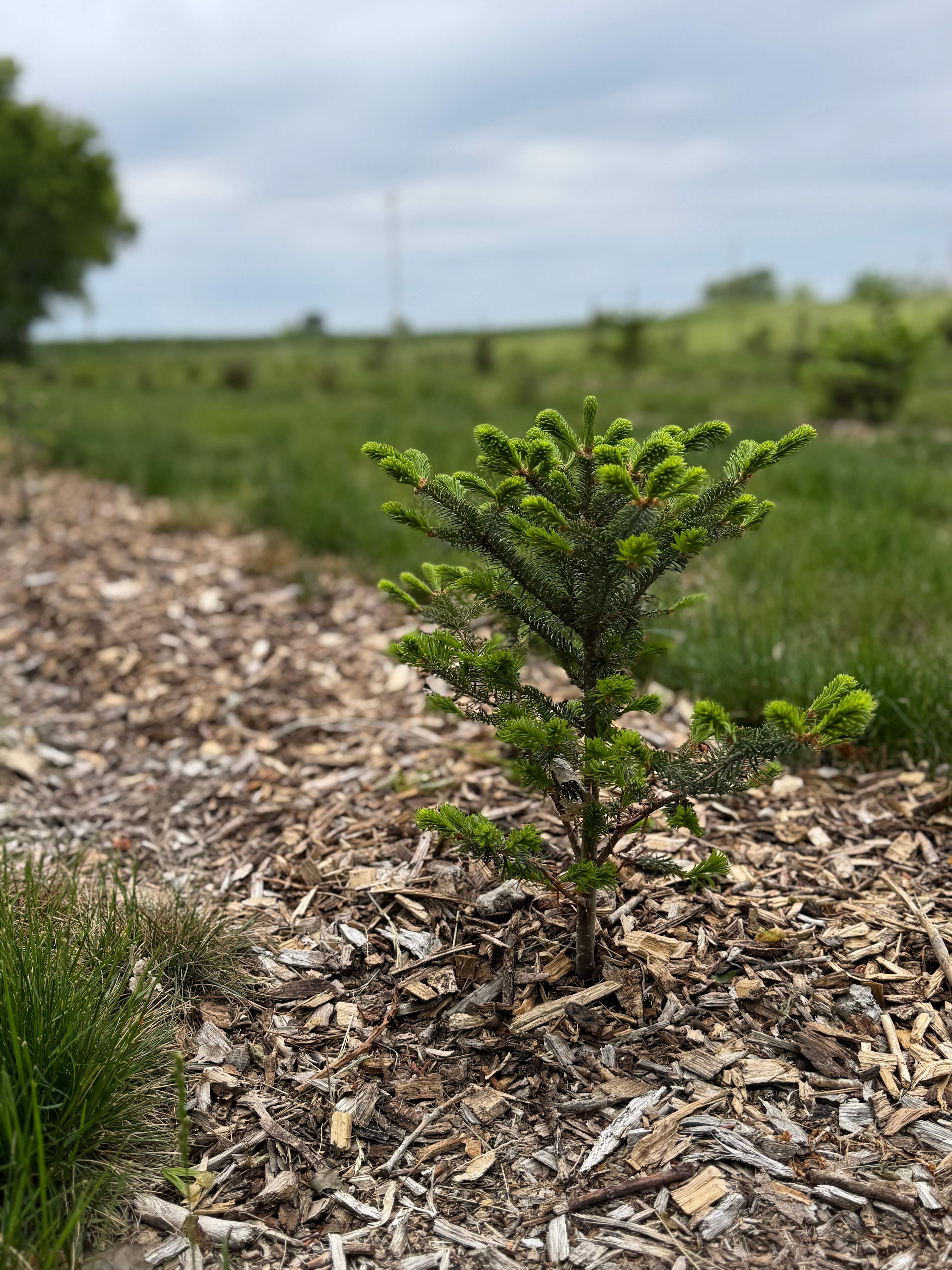 DILLON TREE FARM