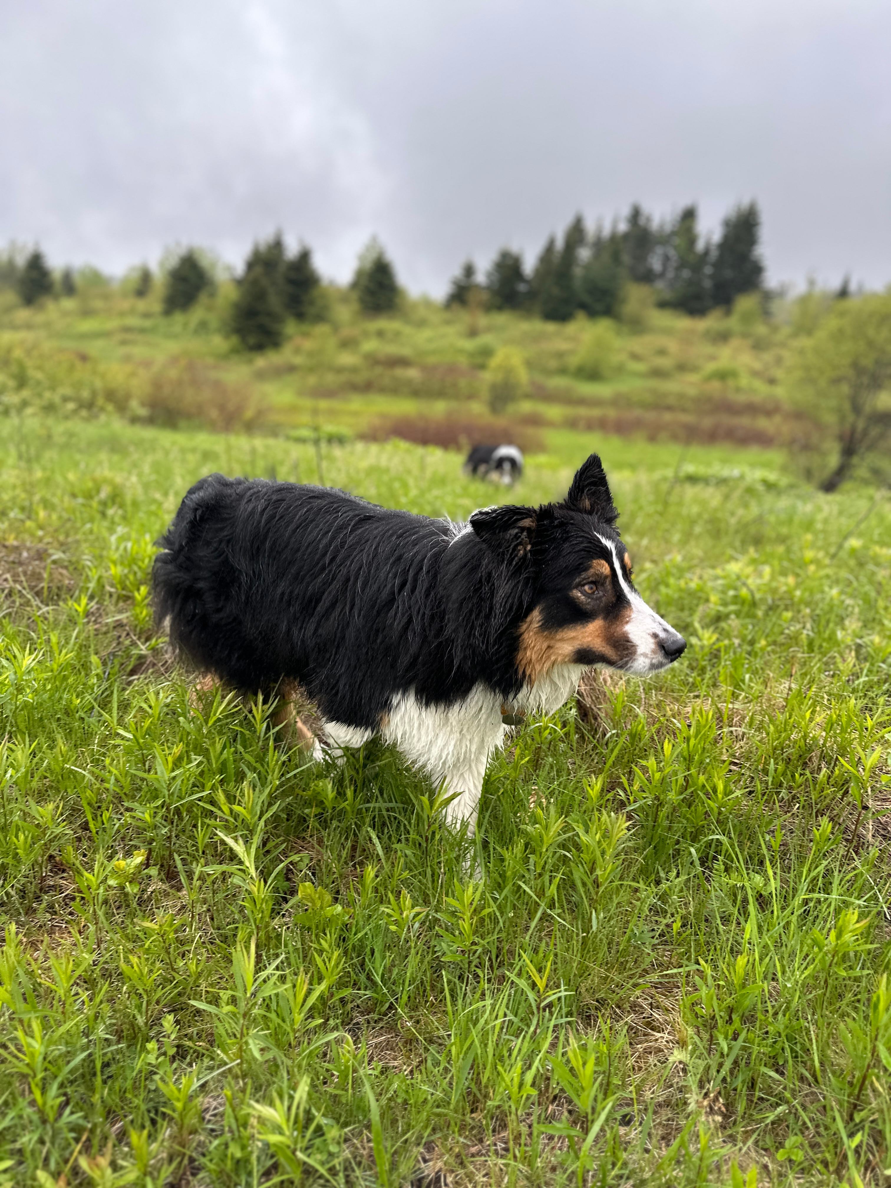 Beautiful Walden Vermont