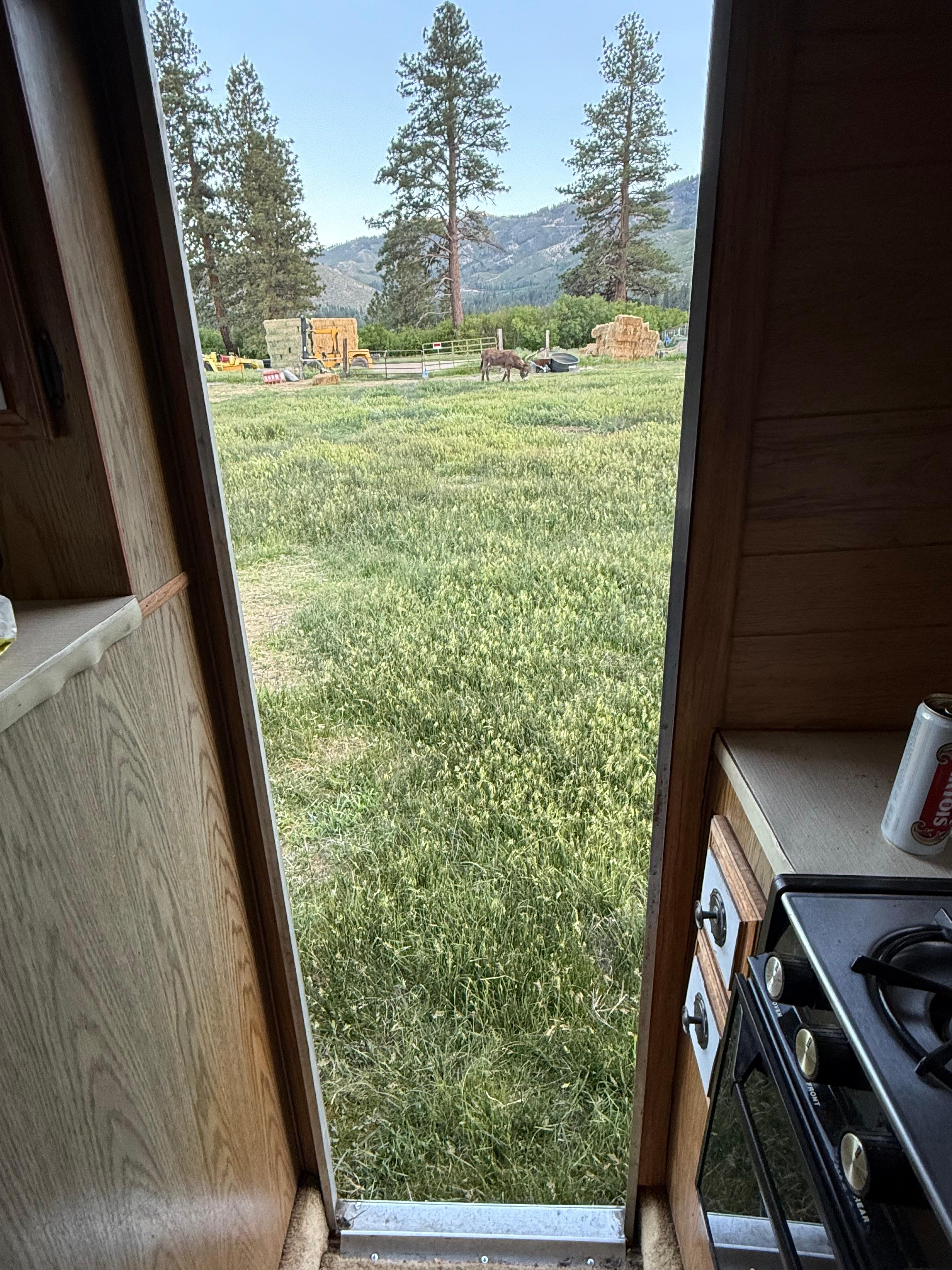 L.Davis Ranch and Olde LYFE Alpacas