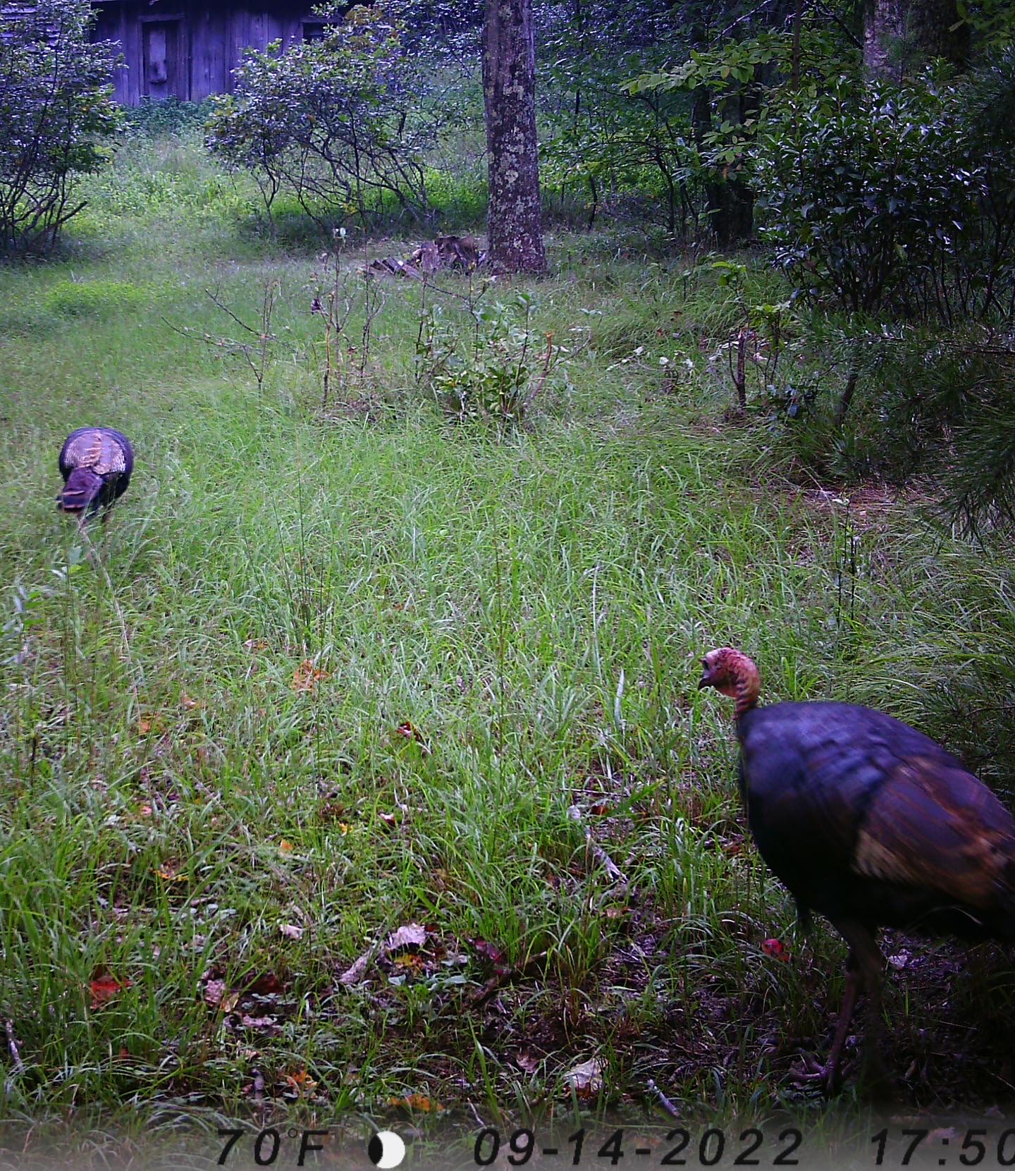 Bull Mountain Campground