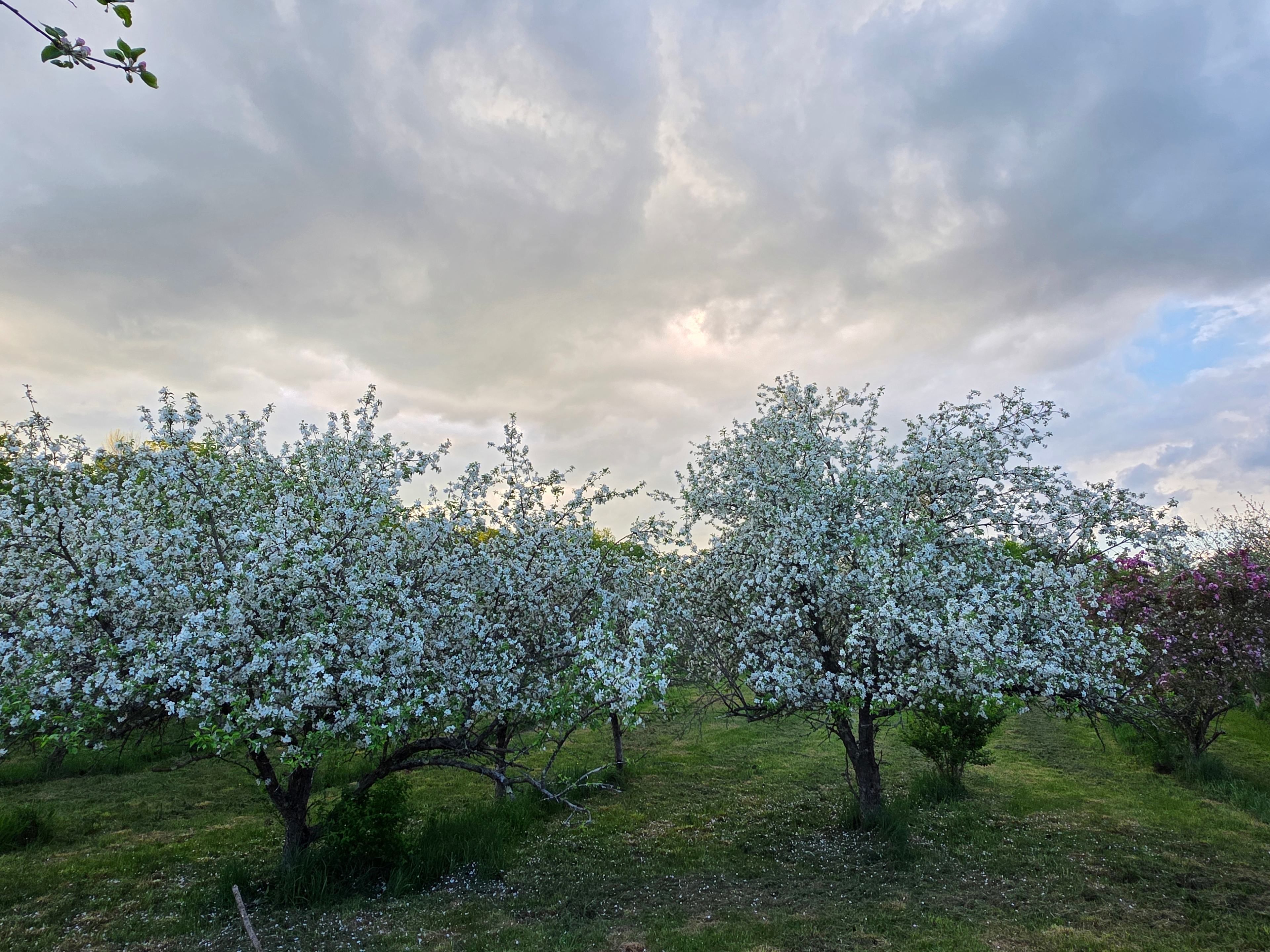 Barber's Family Orchard