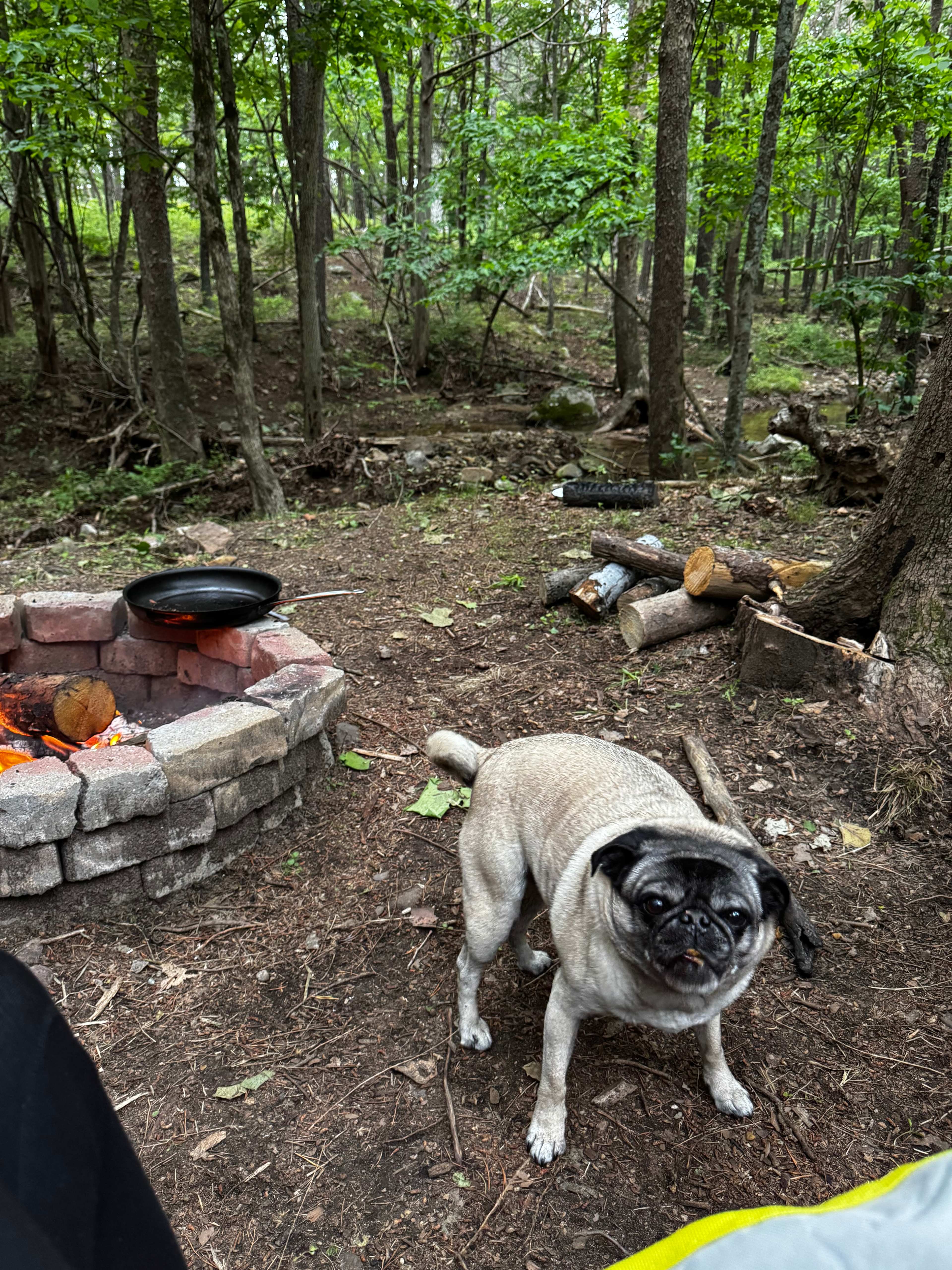The creek is just past the fire pit. My dog loved jumping in!