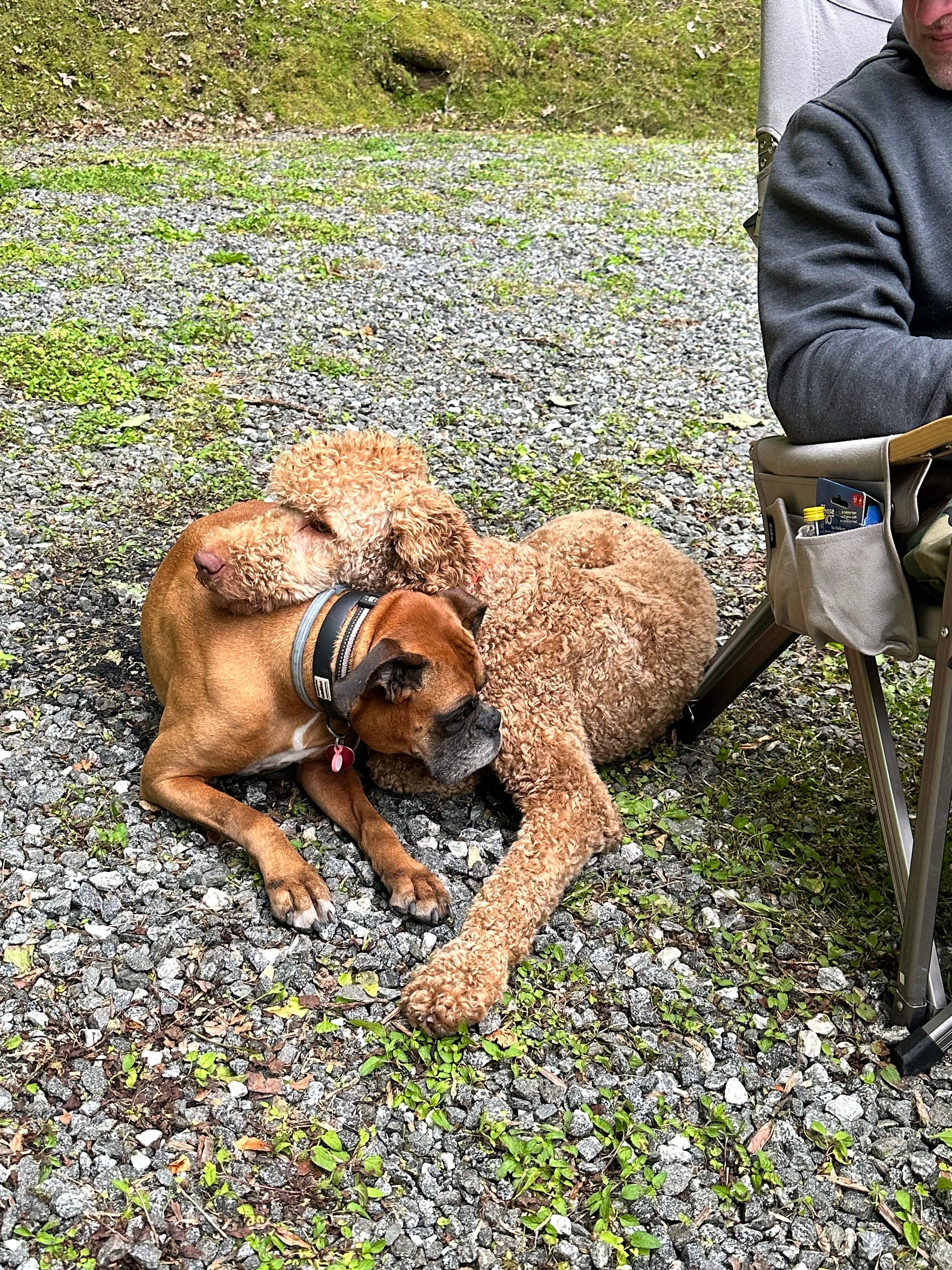 The Cove at Dick Branch