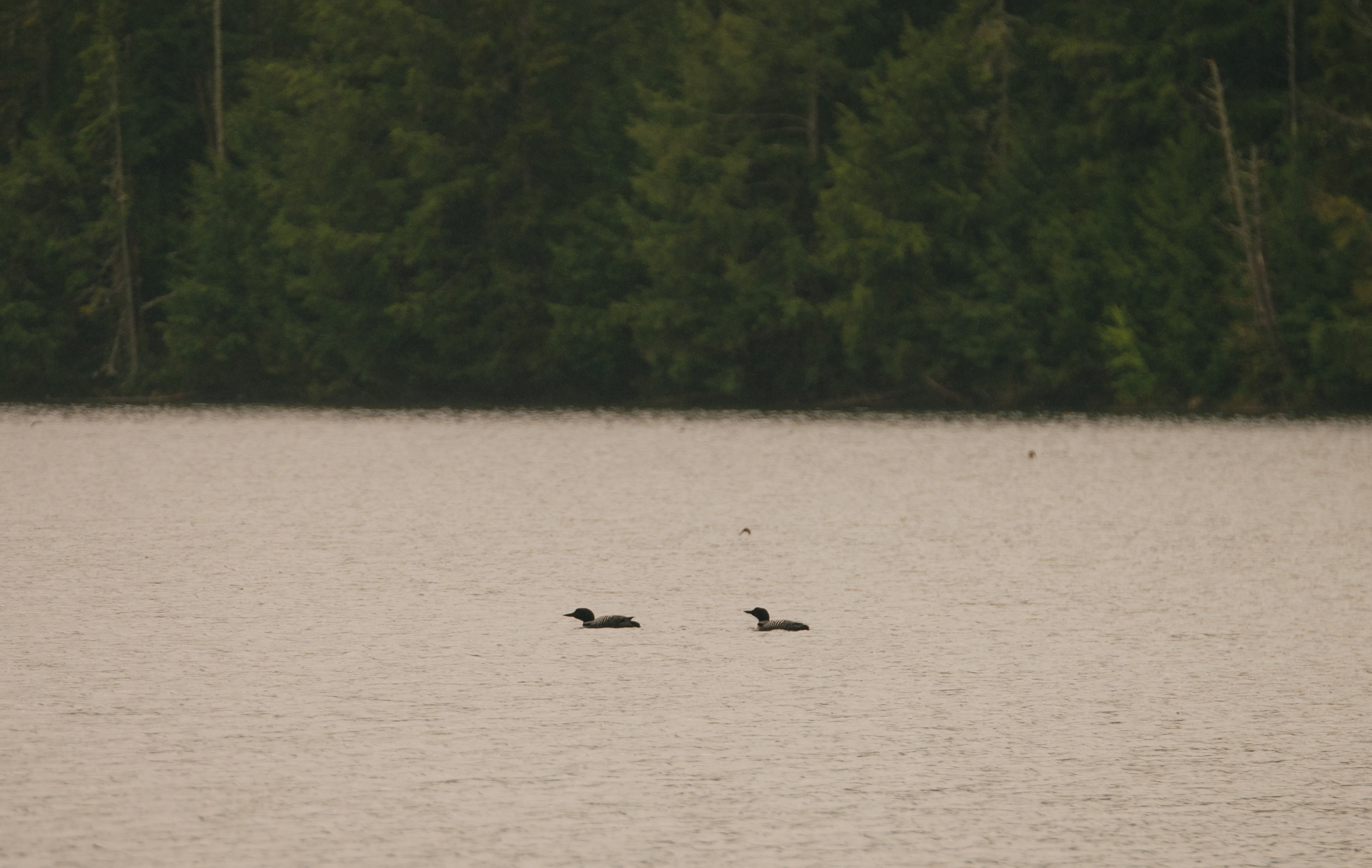 pair of loons on the pond