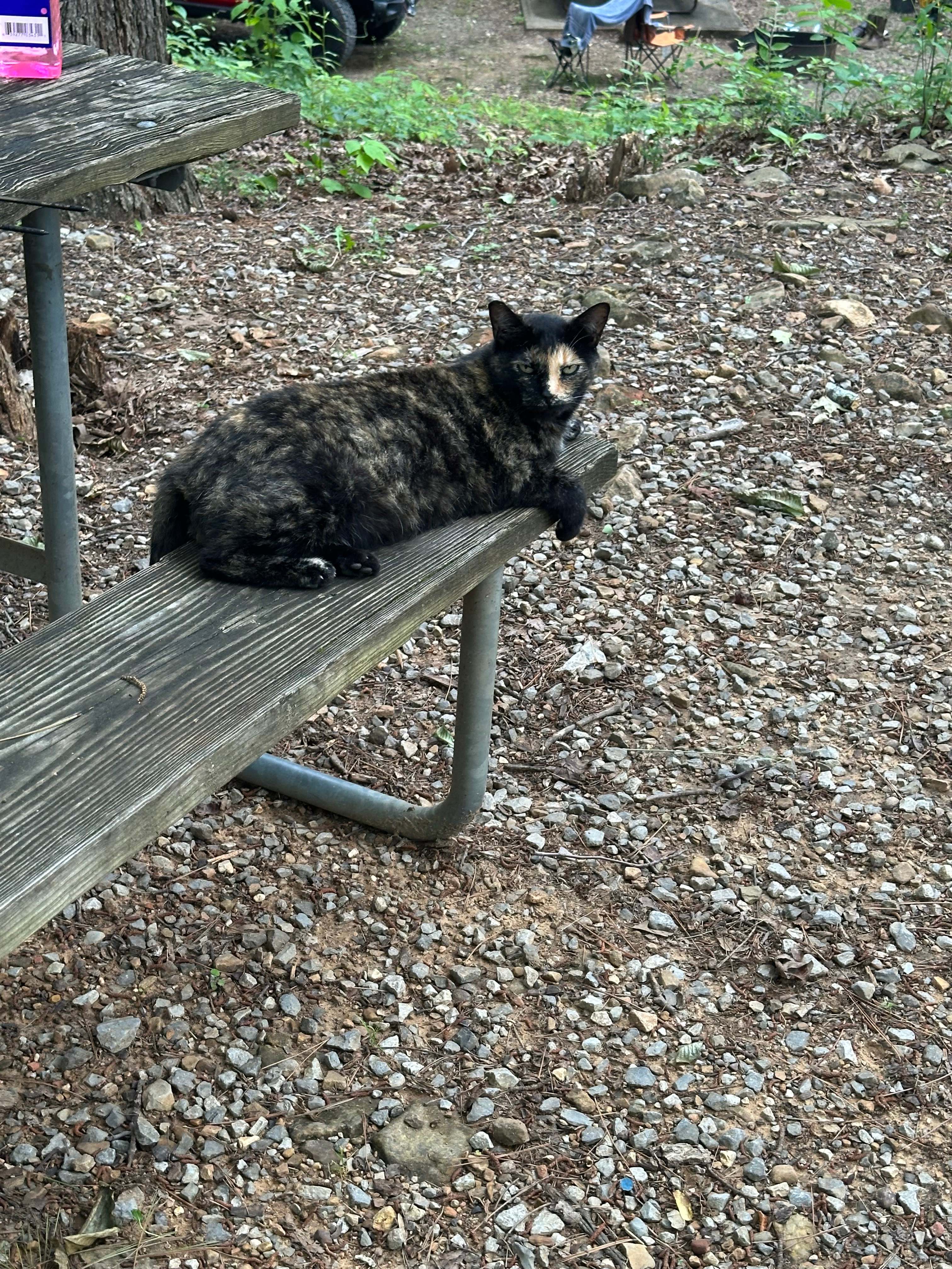 Raccoon Mountain Caverns and Campground
