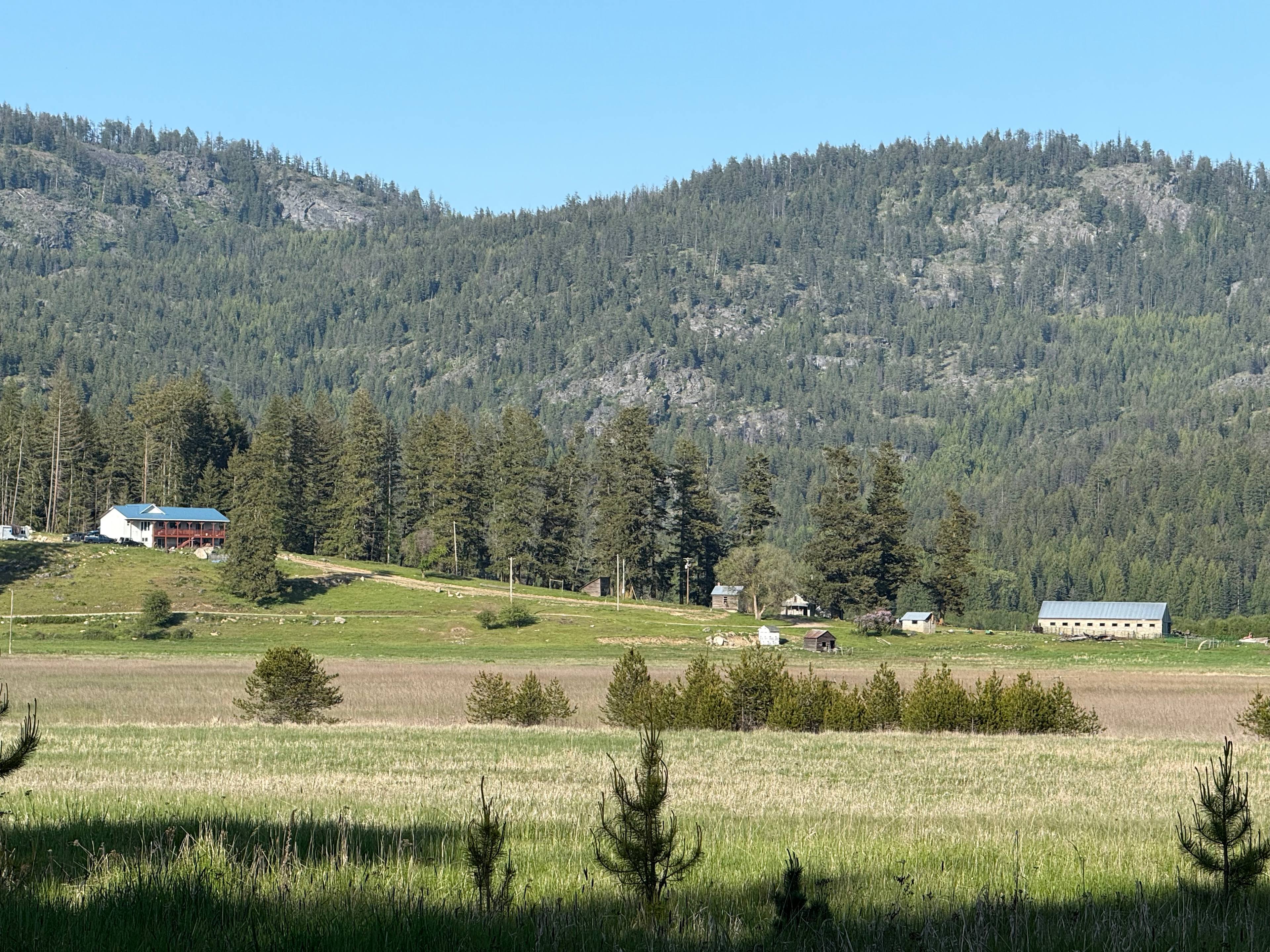 Under the Cedars
