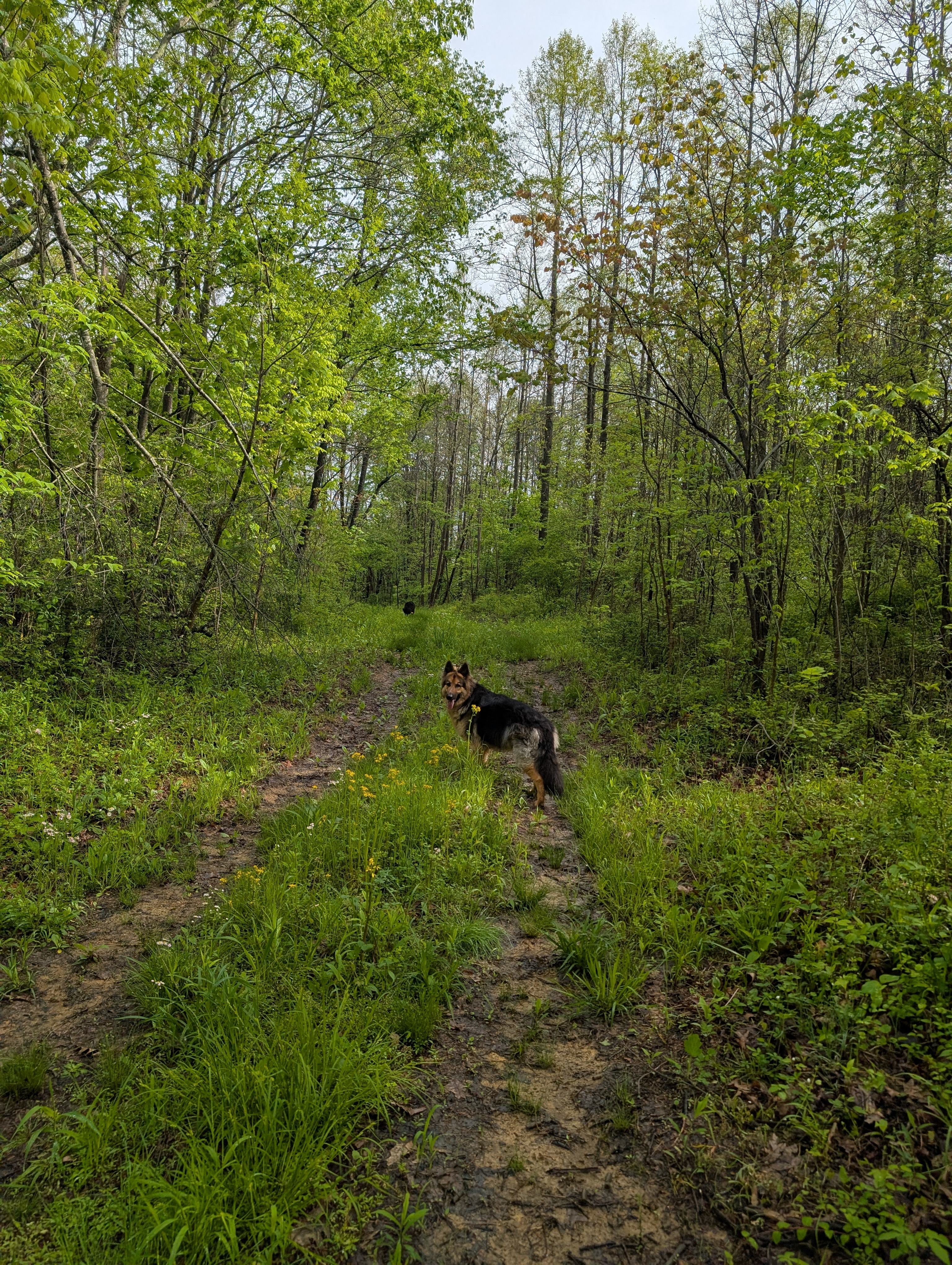 Ohio Enchanted Forest