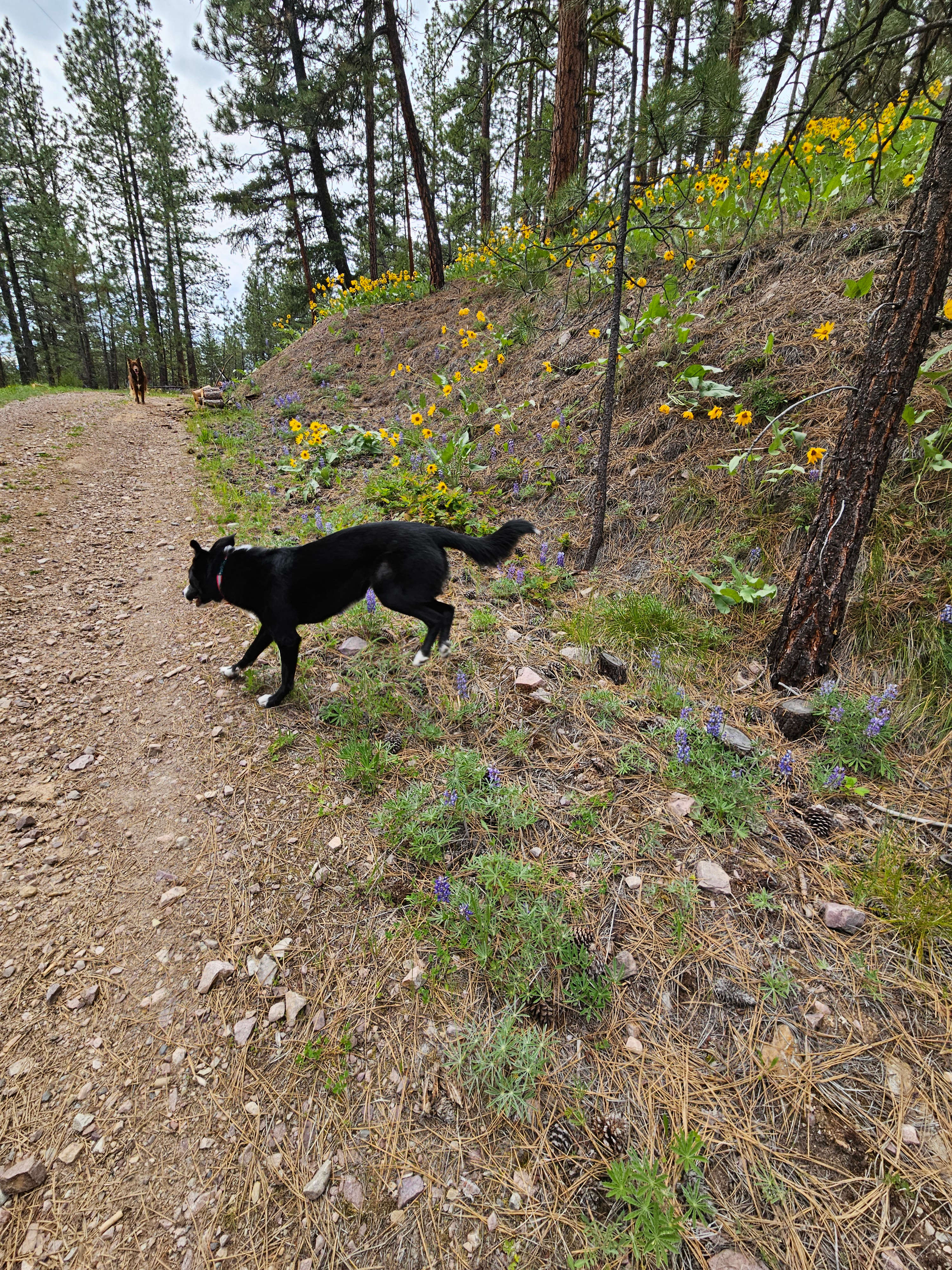 Dogs enjoying the hiking on the property