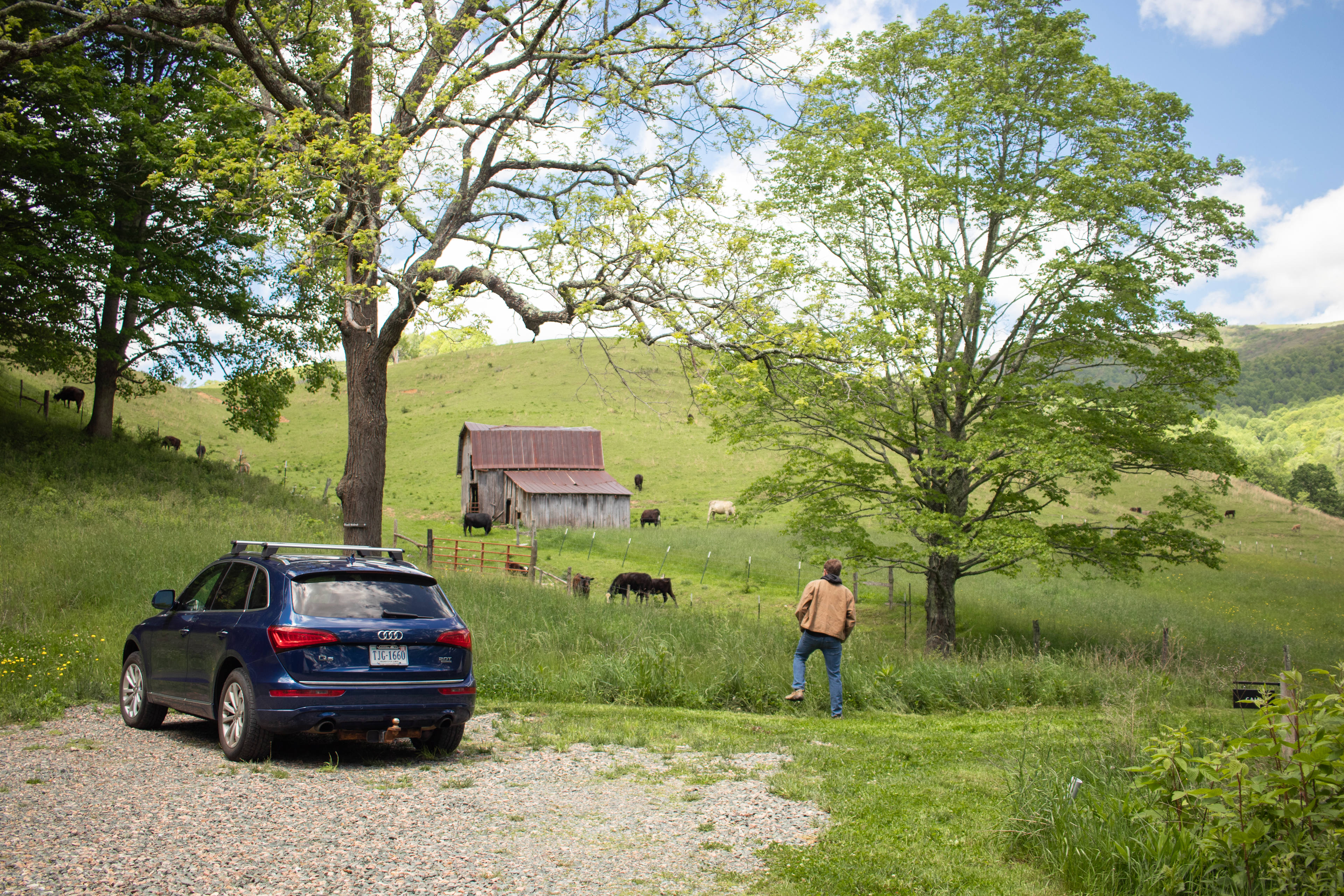 Watching the cows next to our dome