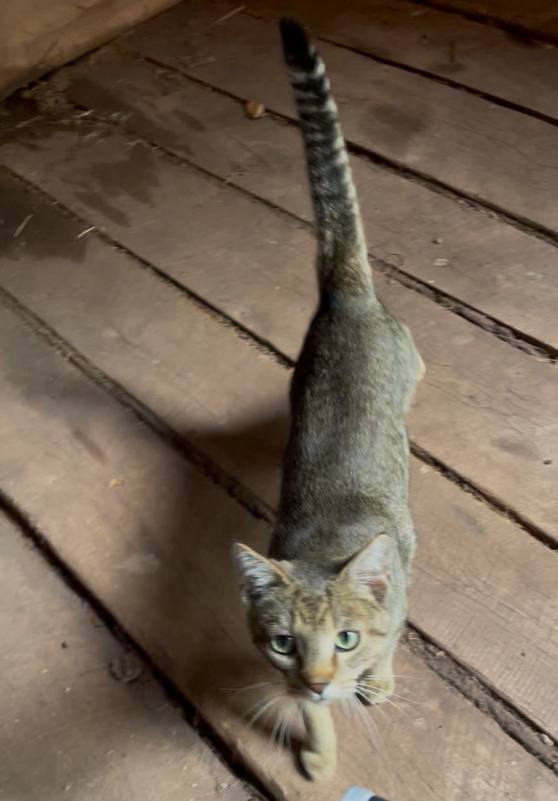 Cute cat Tiger or Monkey depending on his mood was a frequent visitor guarding my morning bathroom runs, too cute! 