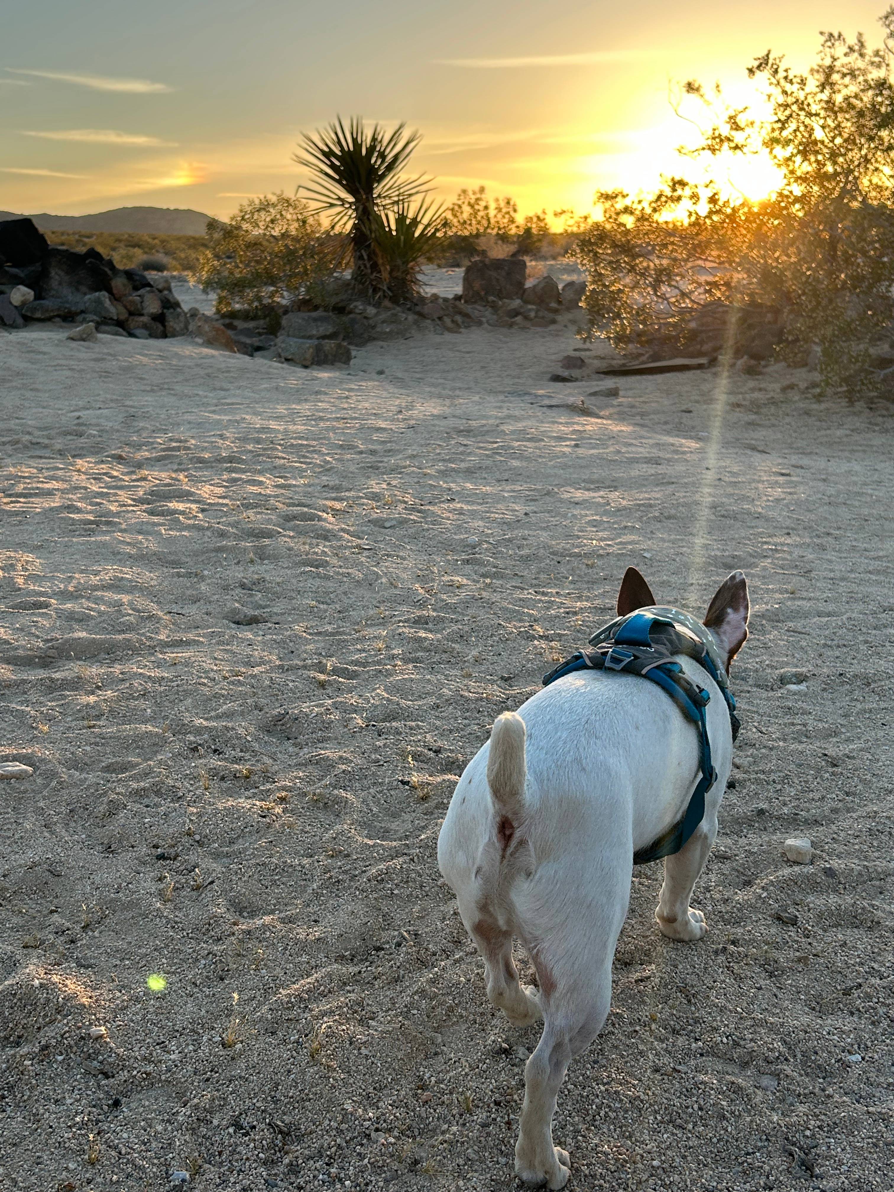 Copper Moon Camp in Joshua Tree