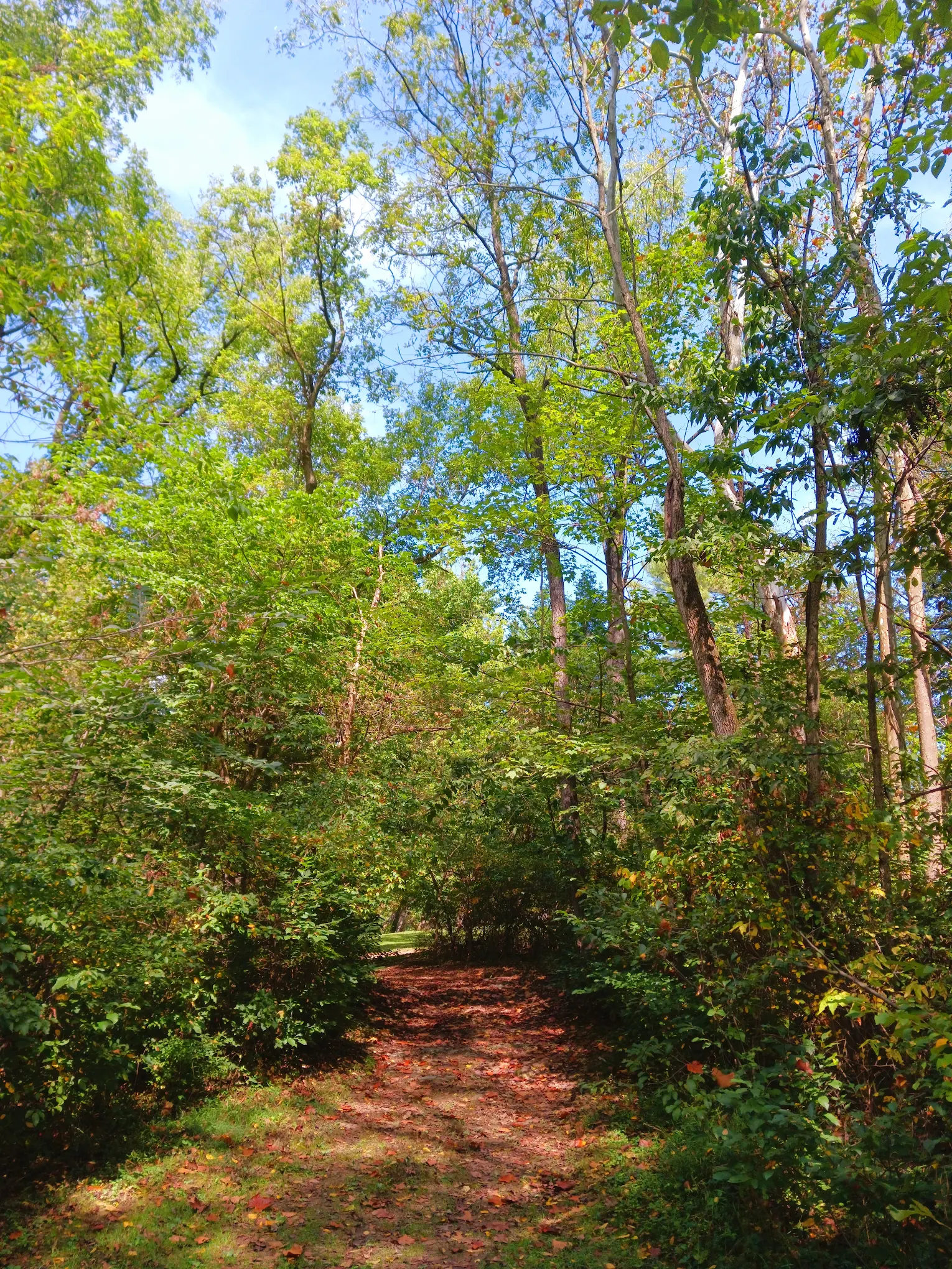 Mill Creek Camping Area