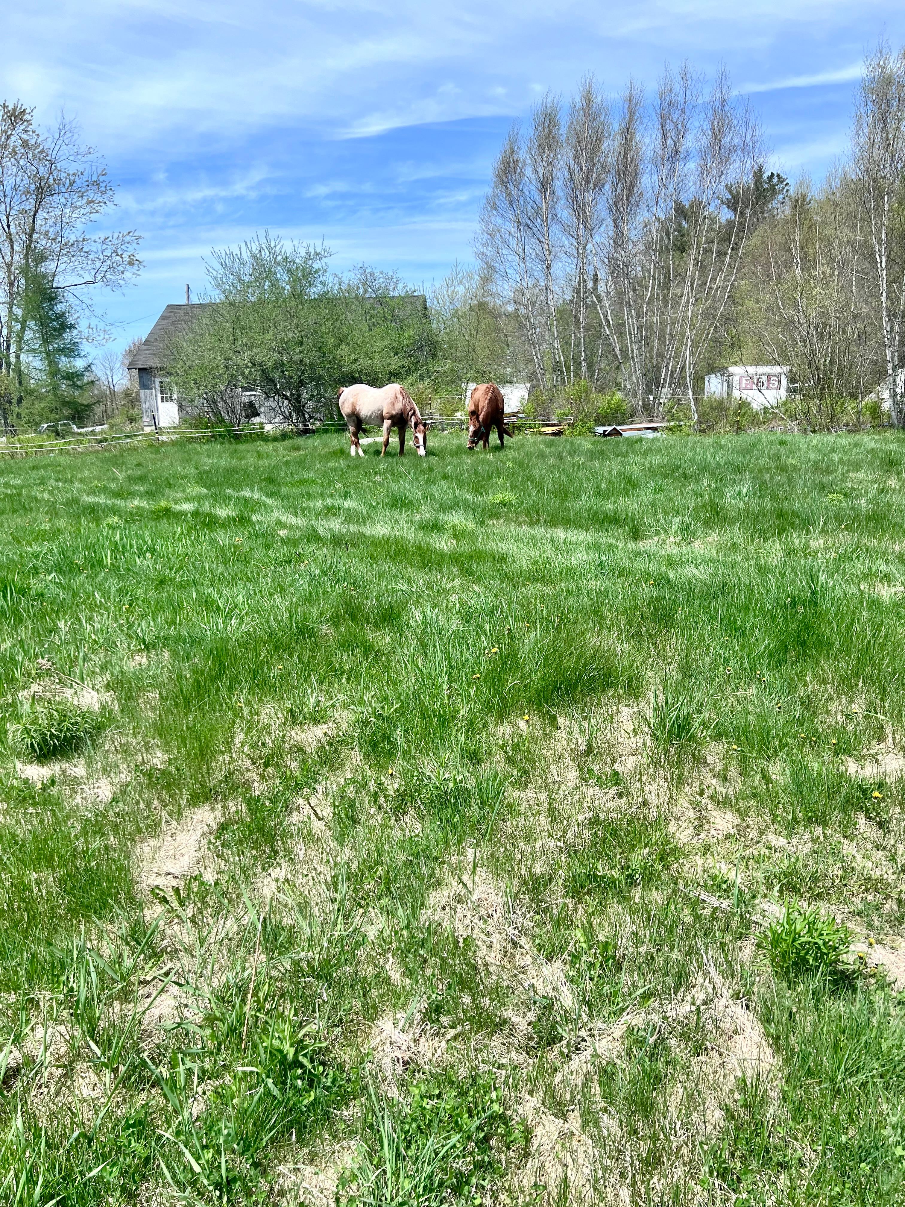 Grandpa Jessie’s backyard