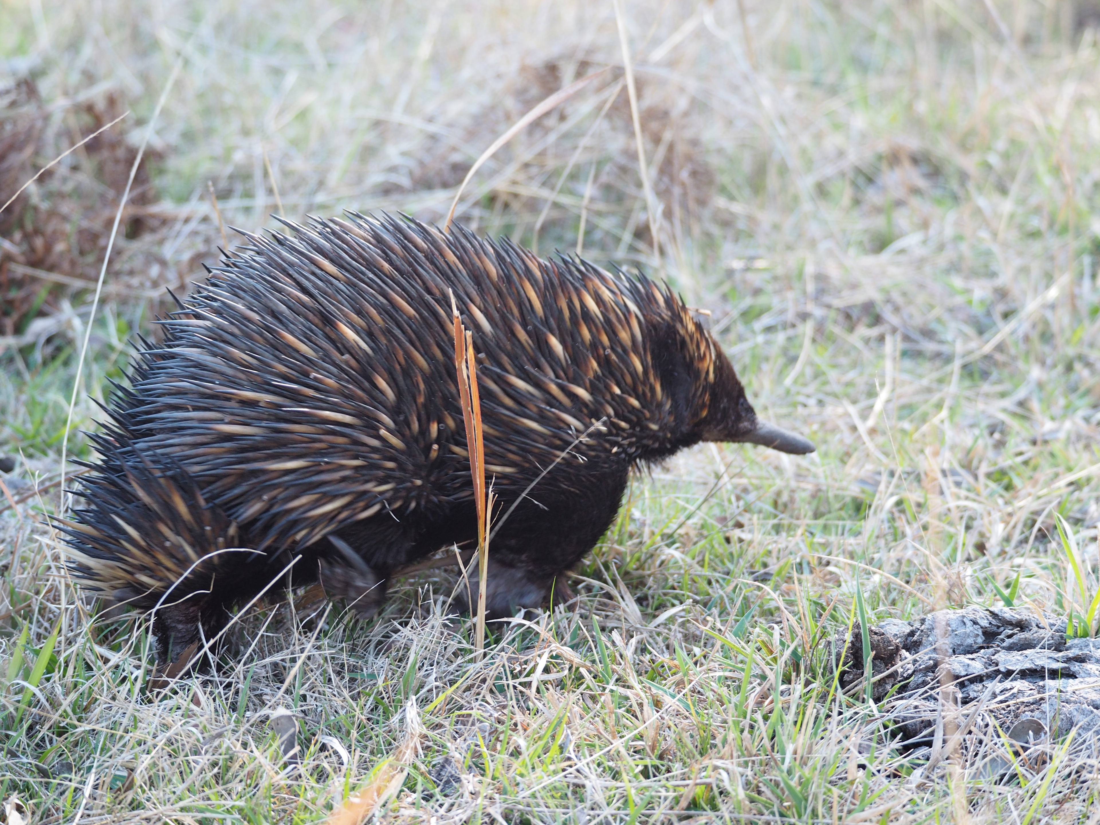 Jindalee Bush camping