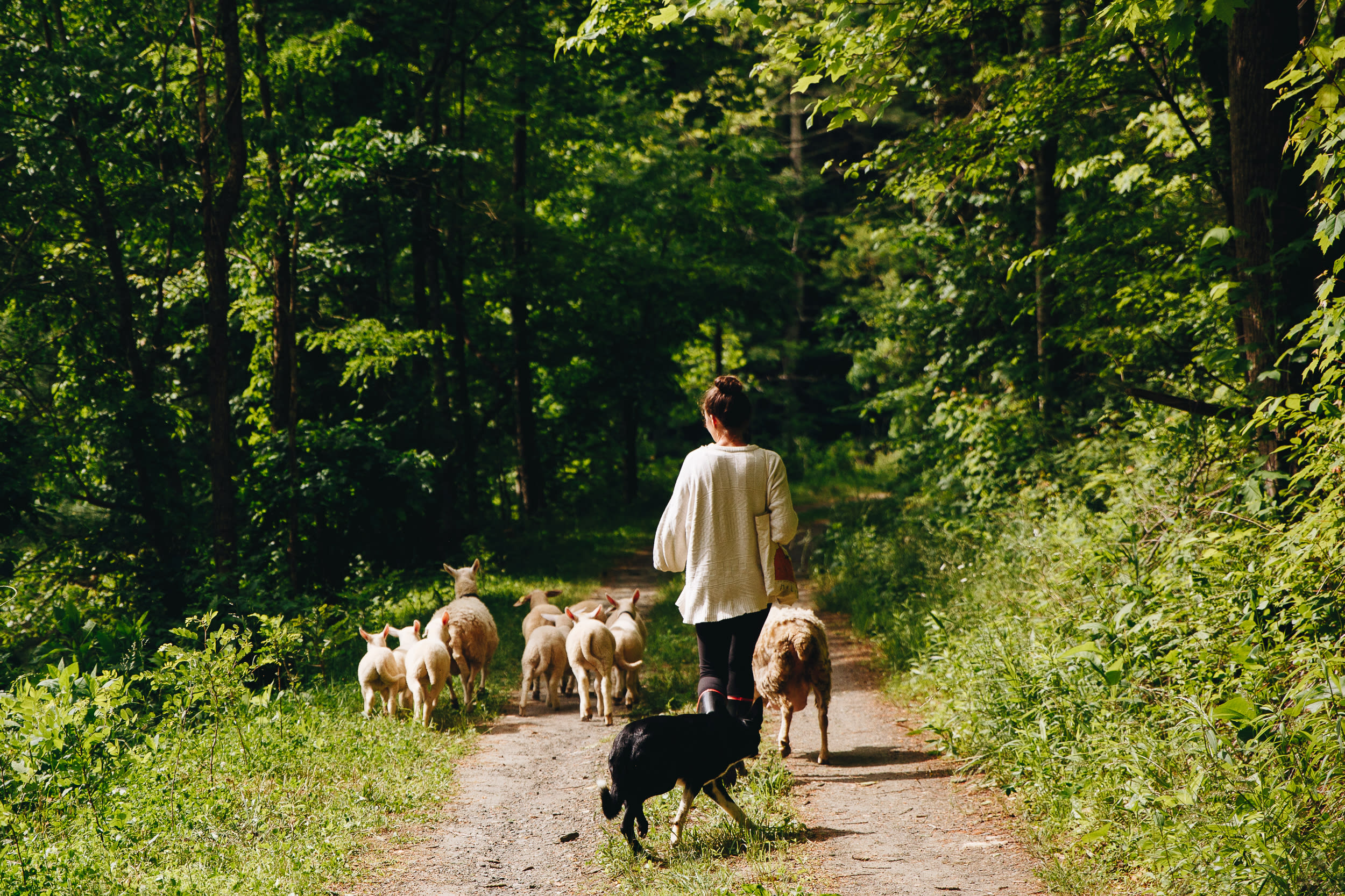 Beau herding the sheep from the barn out to pasture