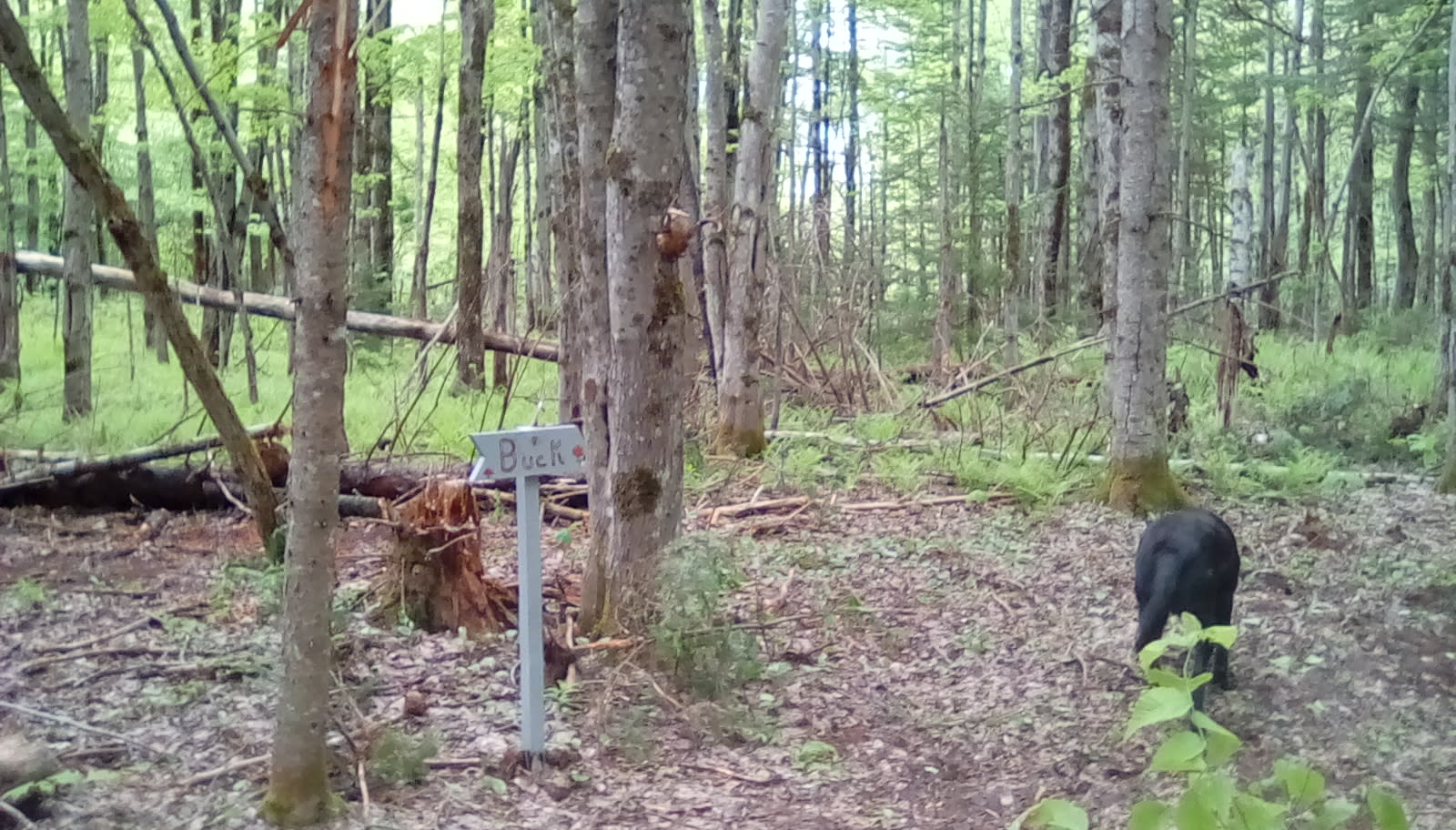 Down to earth Tenting.