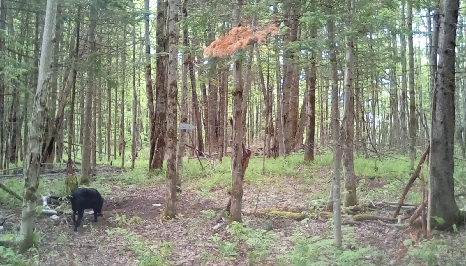 Down to earth Tenting.