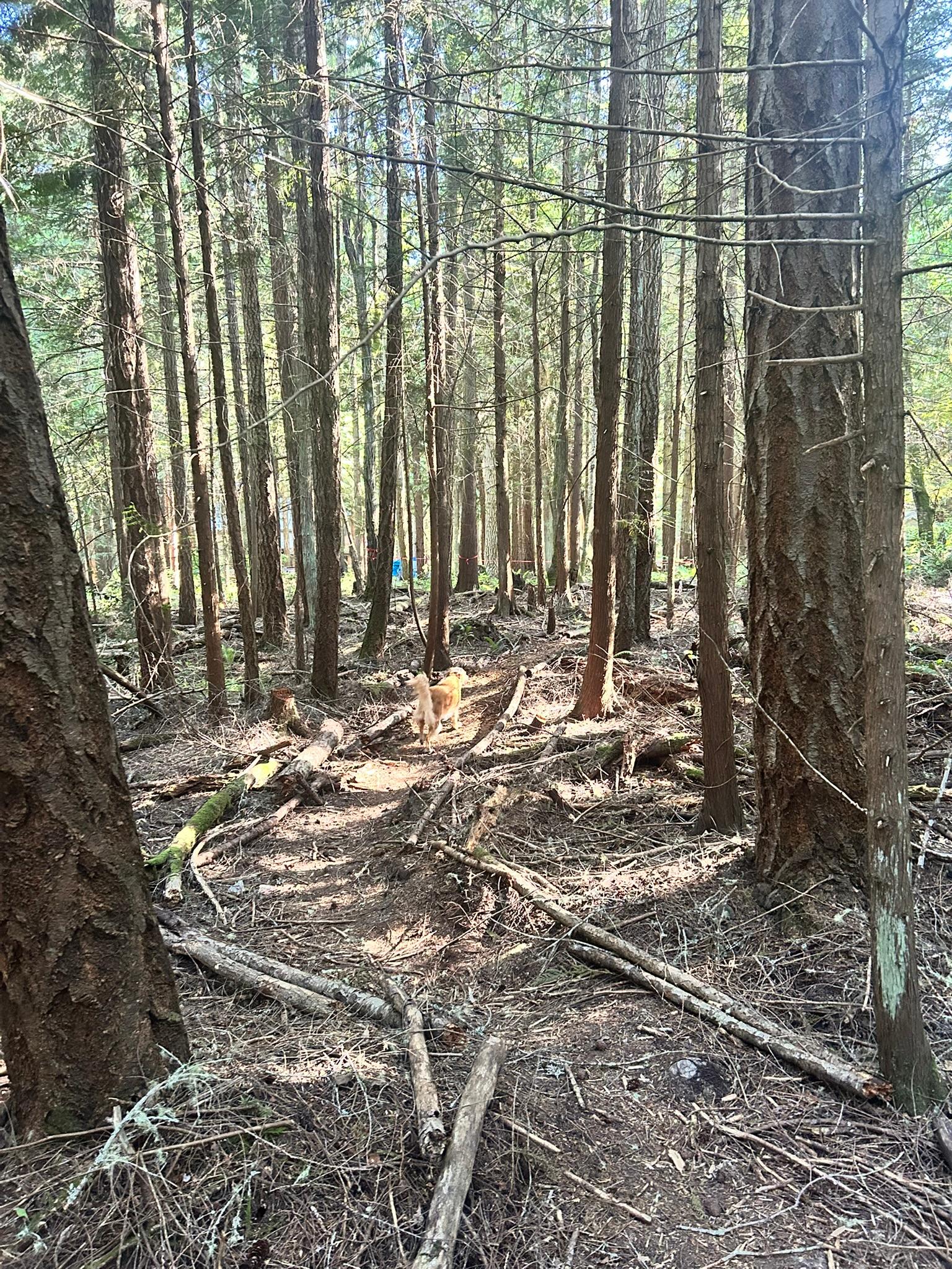 The Forest House