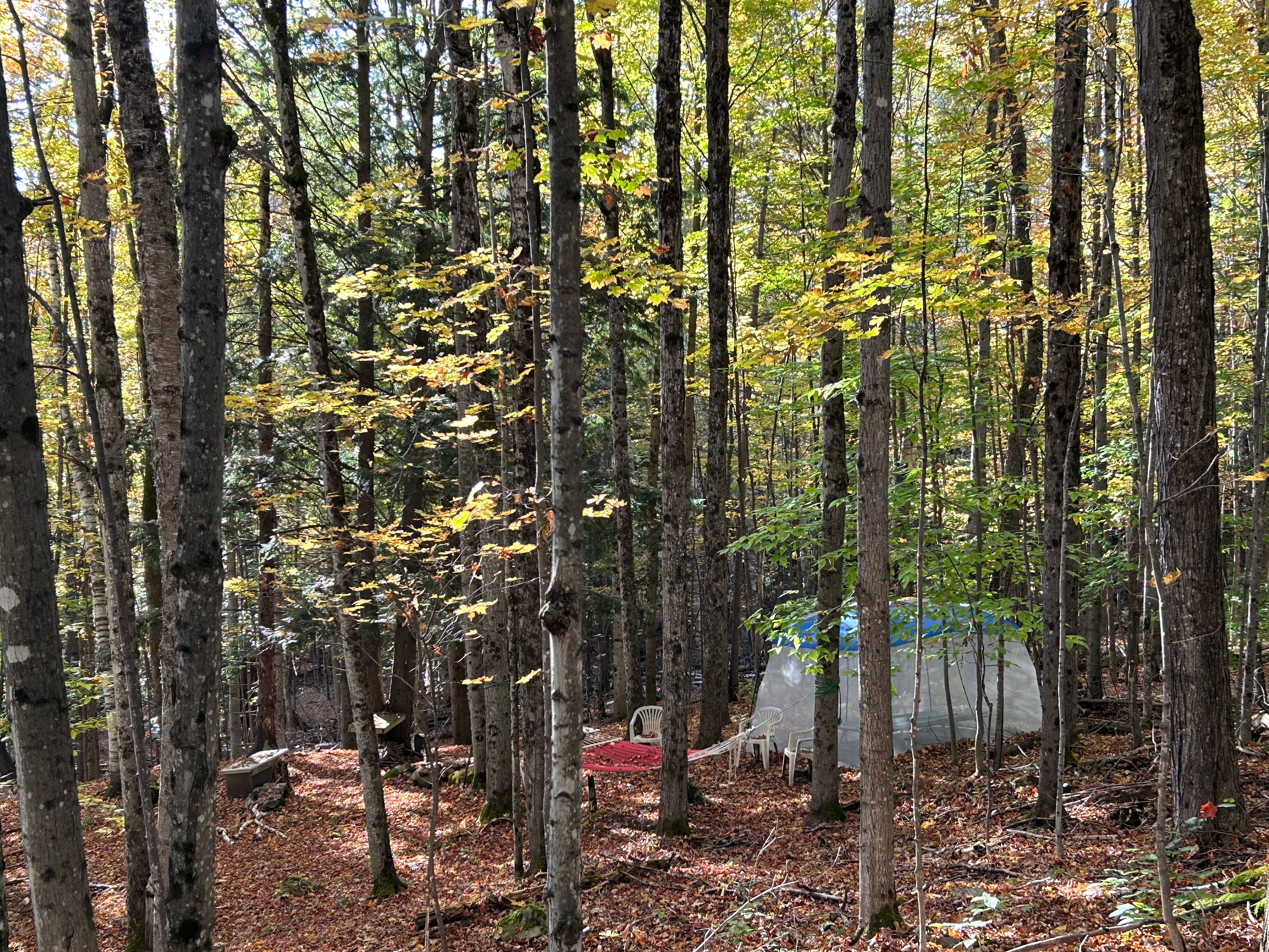 Enchanted Forest Camping