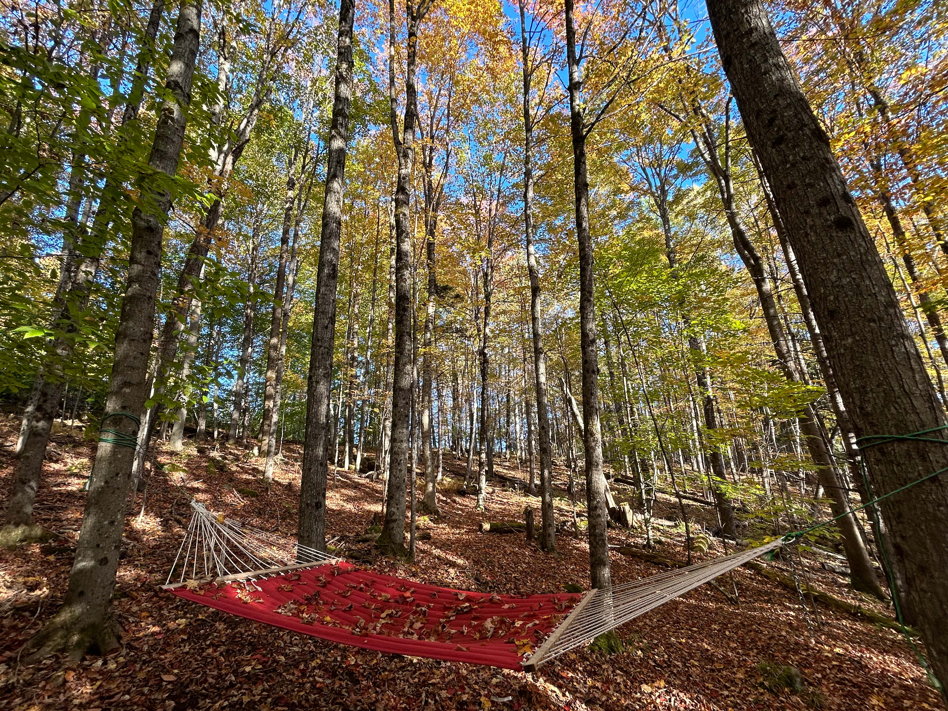 Enchanted Forest Camping
