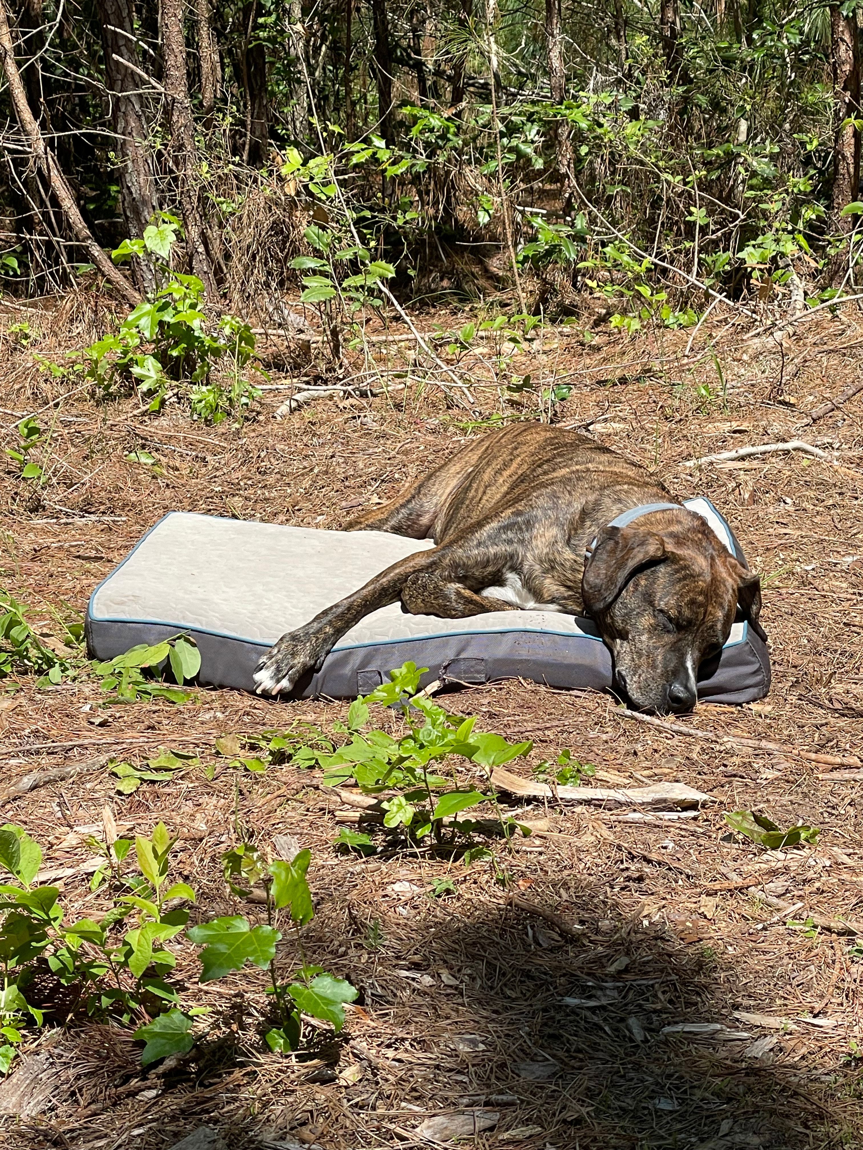 Pine Meadows Primitive Campground