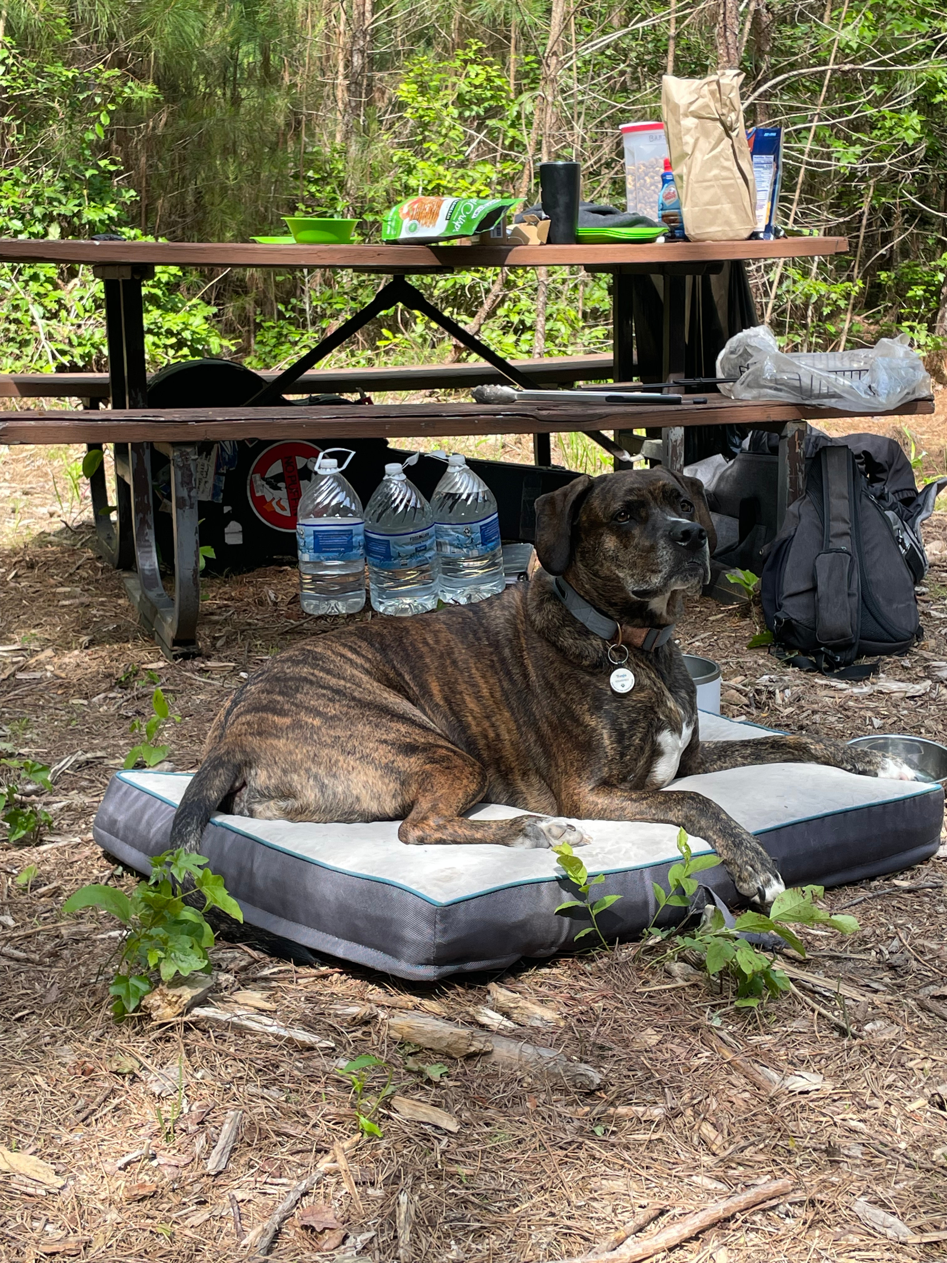 Pine Meadows Primitive Campground