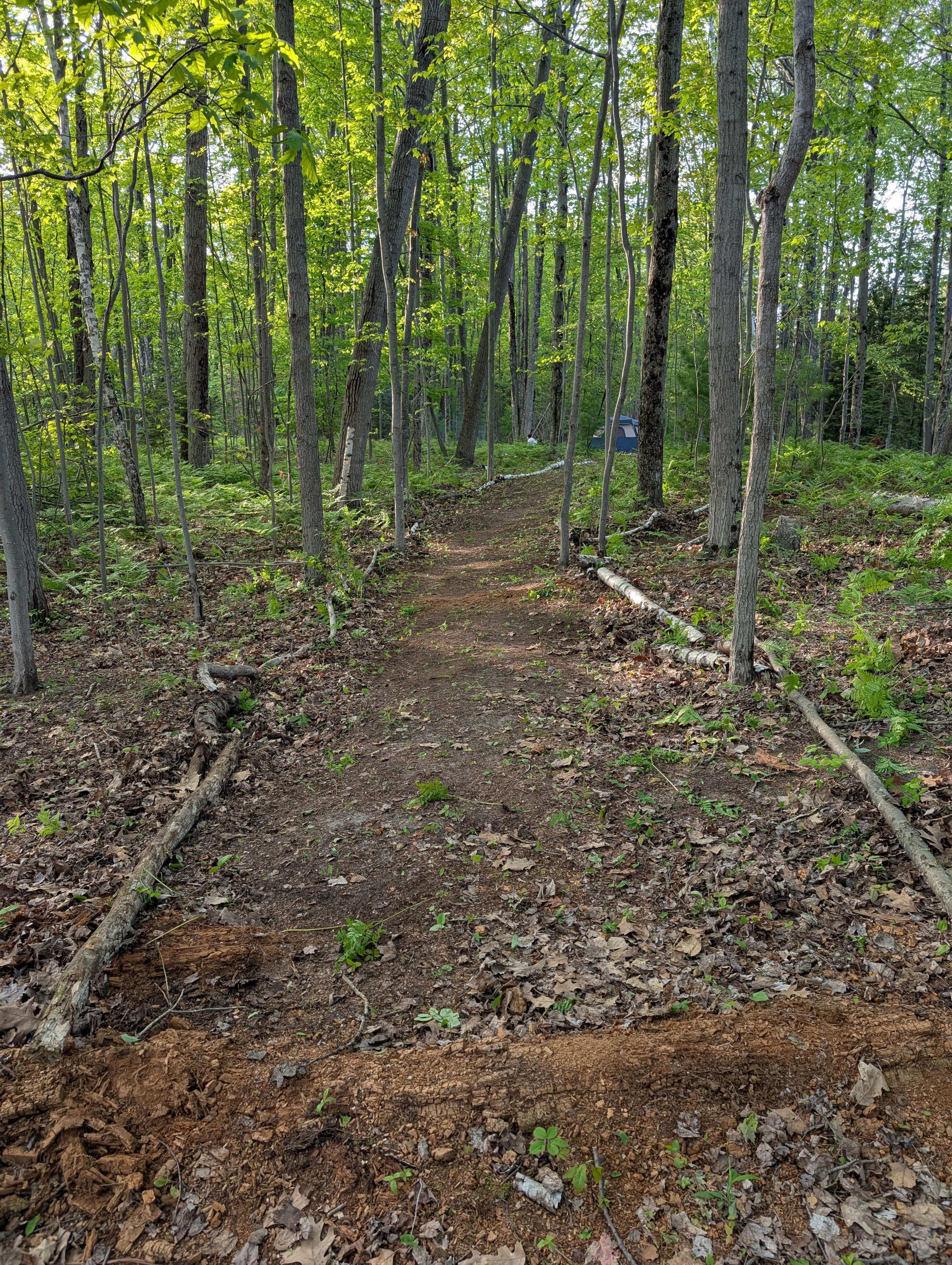 Lake Huron Wooded Retreat 🚗🏕️🏖️