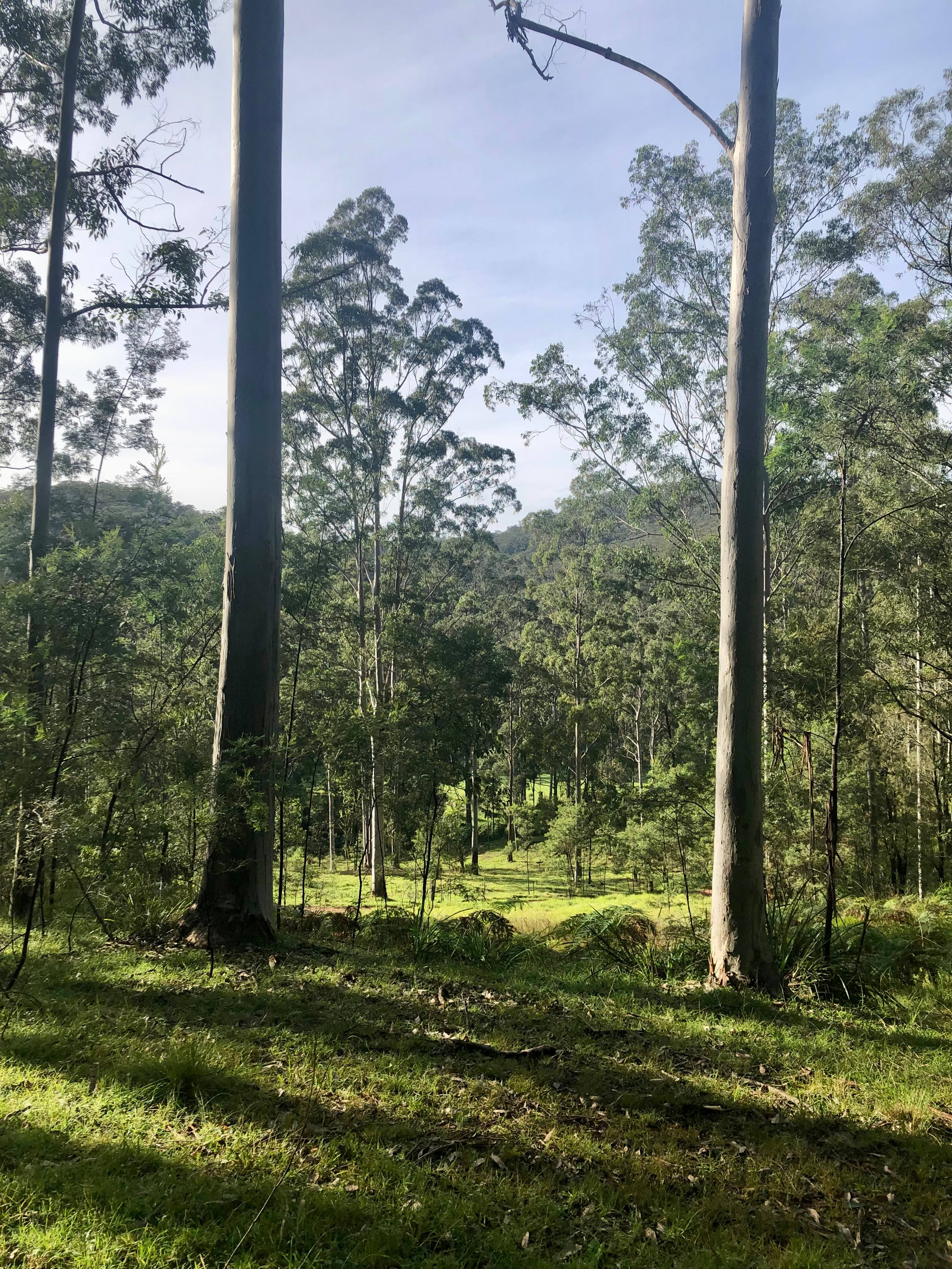 Tanglewood Bush Camp - Putty Valley