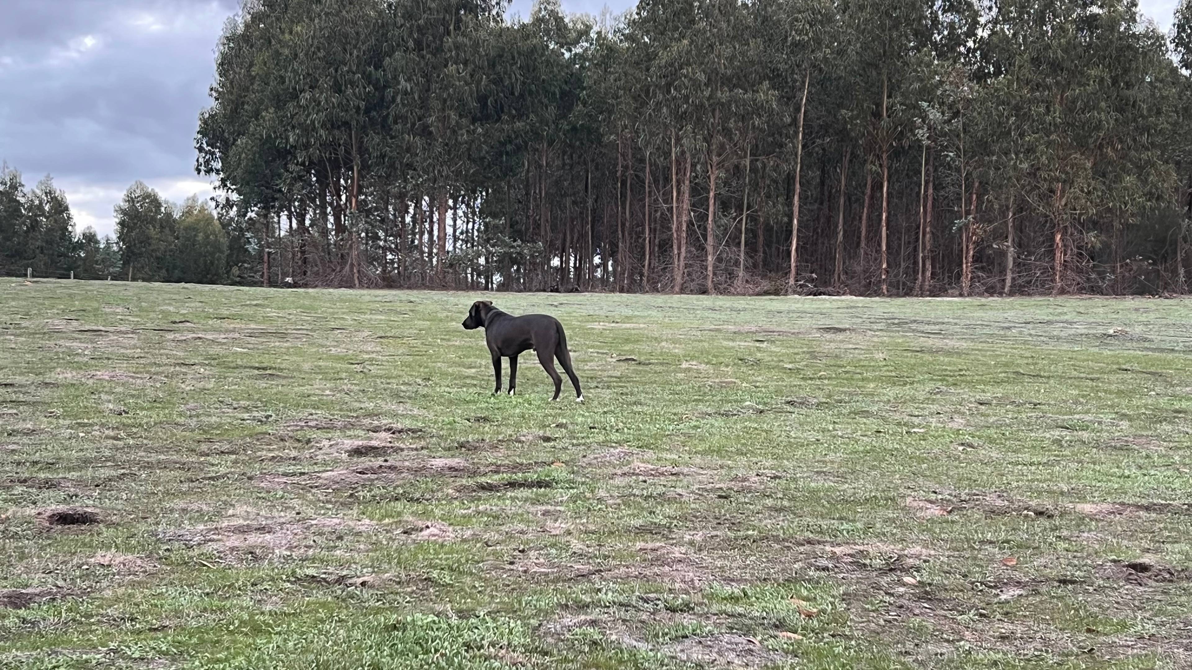 Whicher Farm Campsite