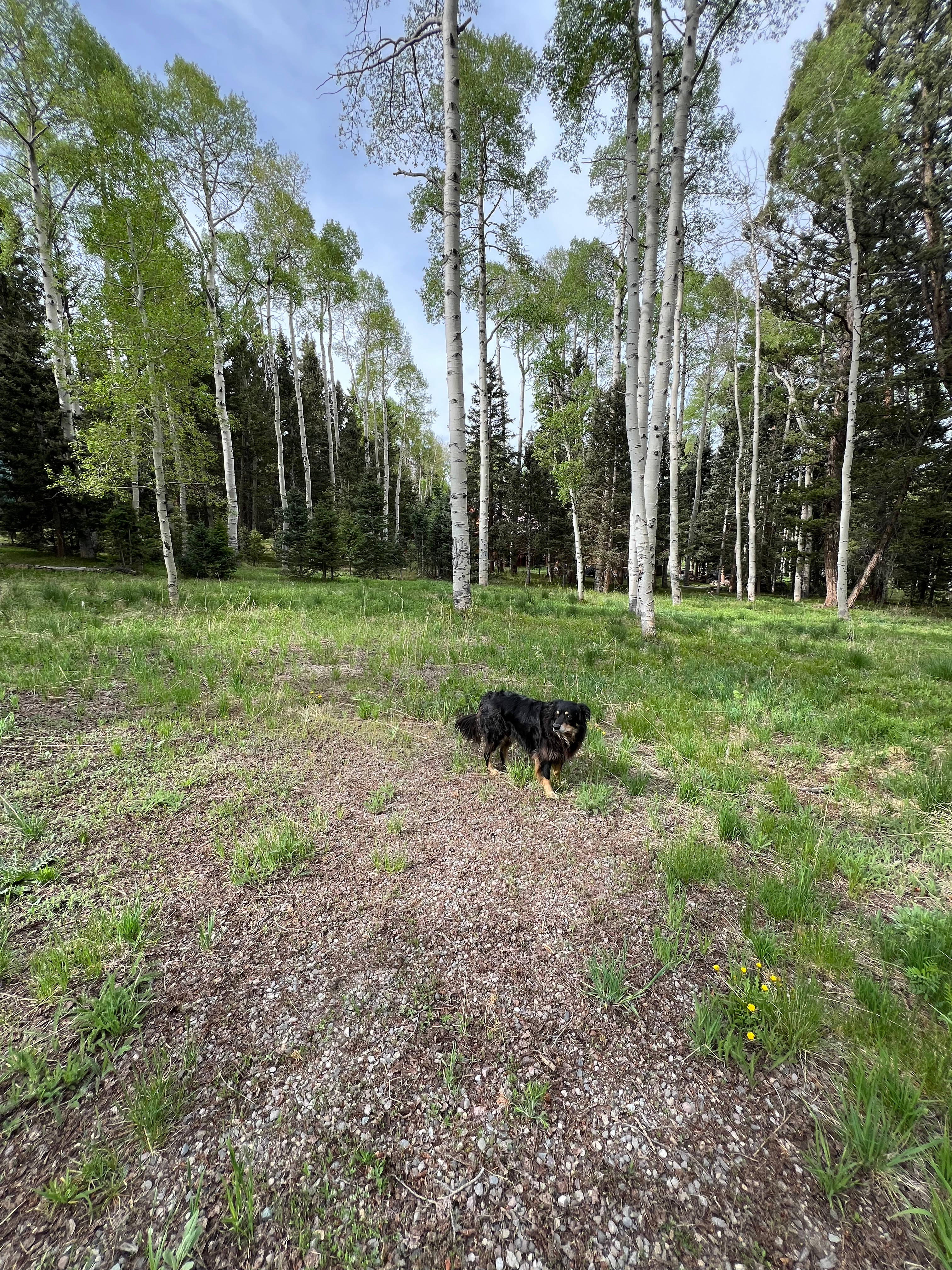 Darbywoods RV Mountain Lot