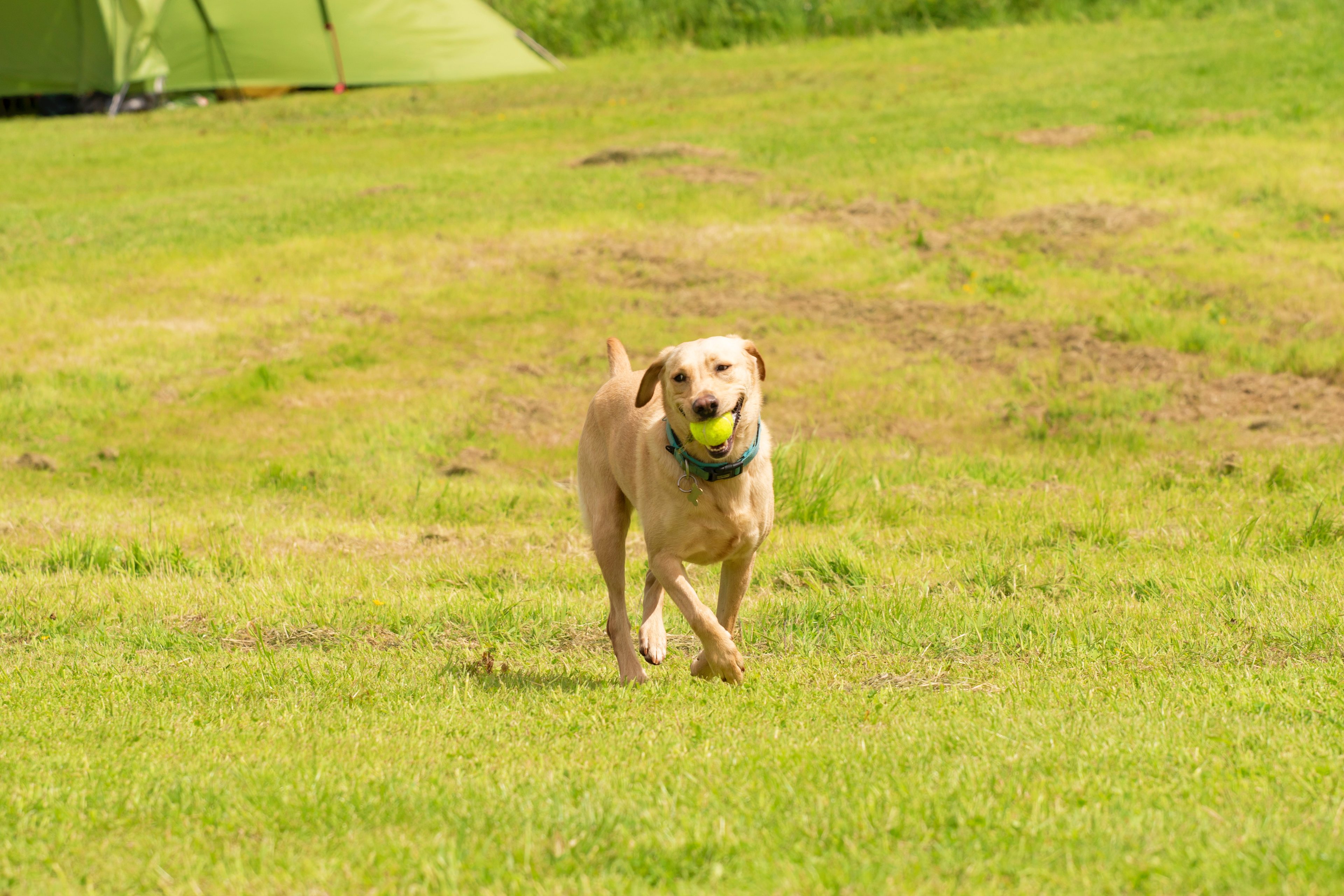 Bramley Park Camping