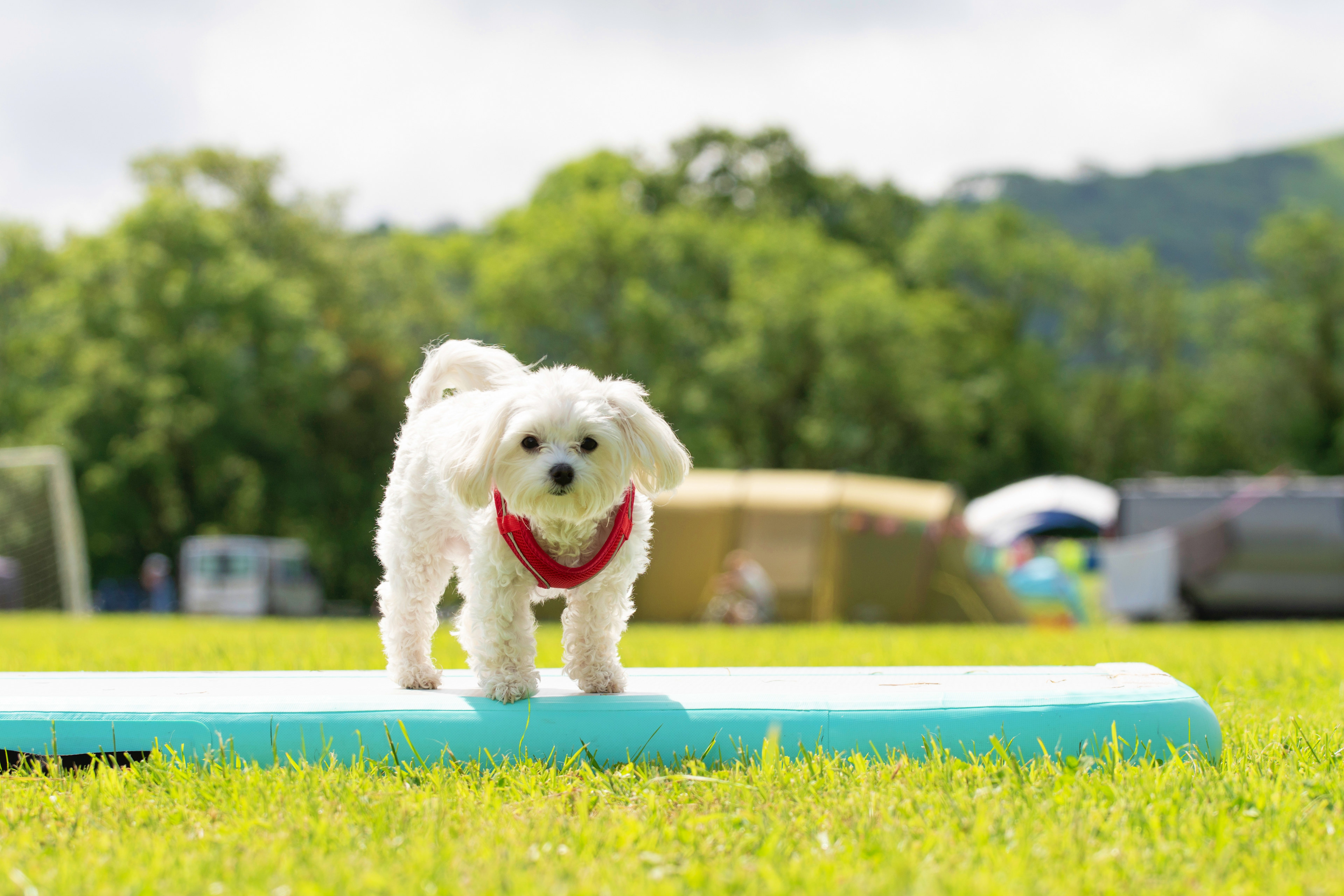 Bramley Park Camping