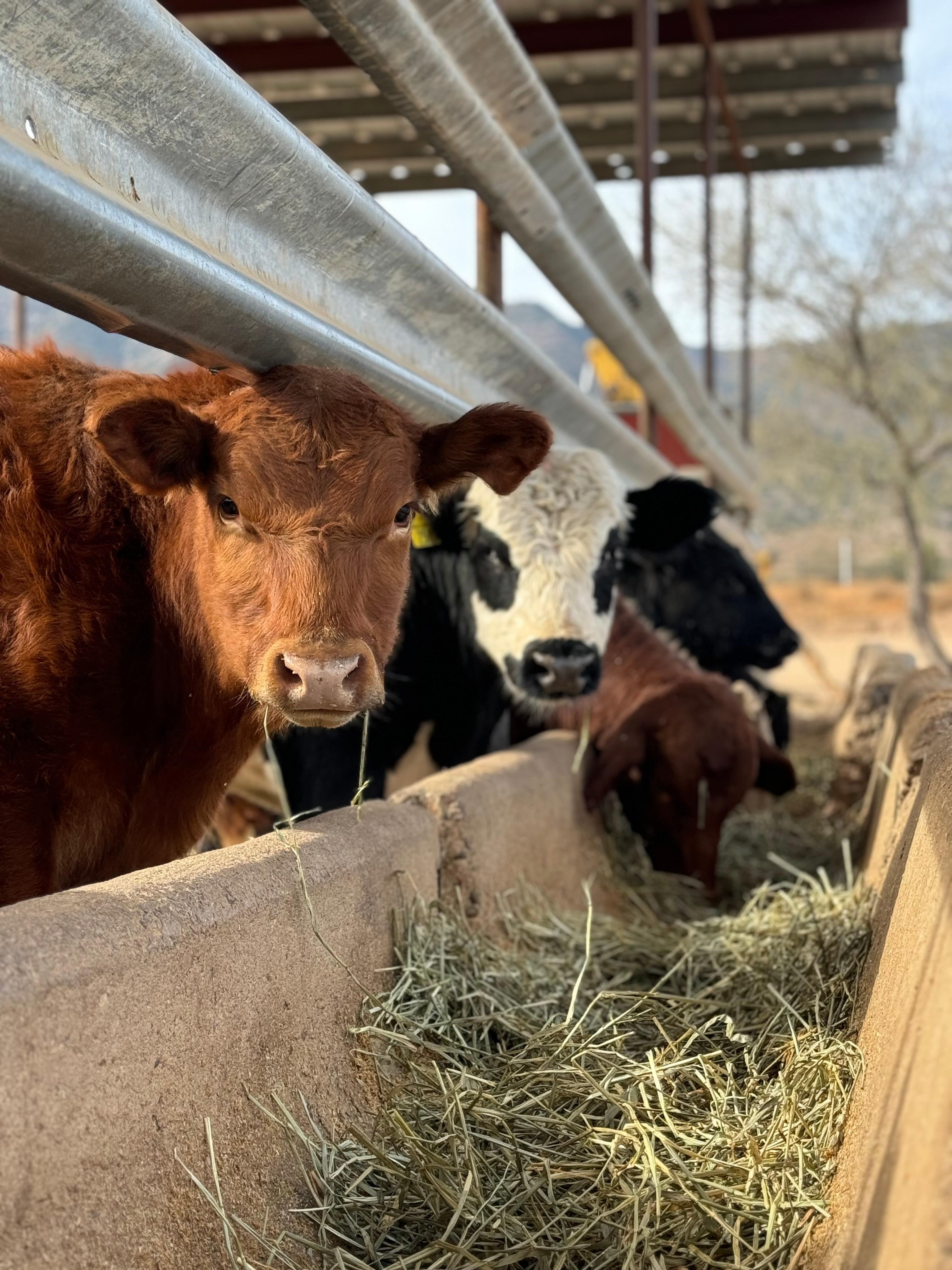 Working Cattle Ranch