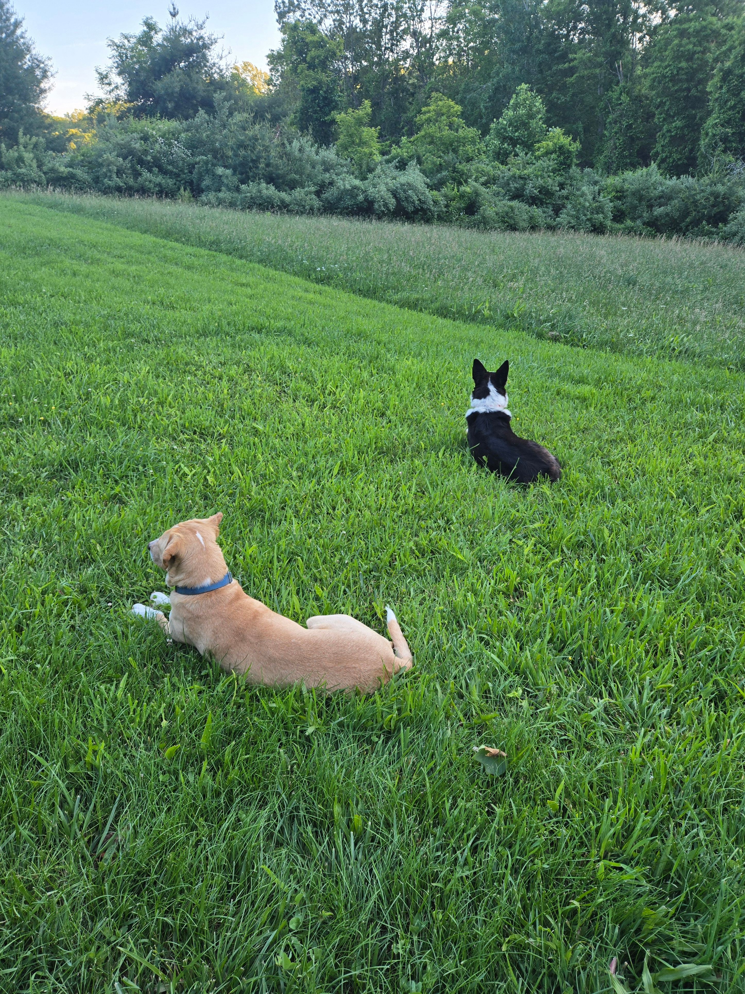 Bears playground,Wilderness Retreat