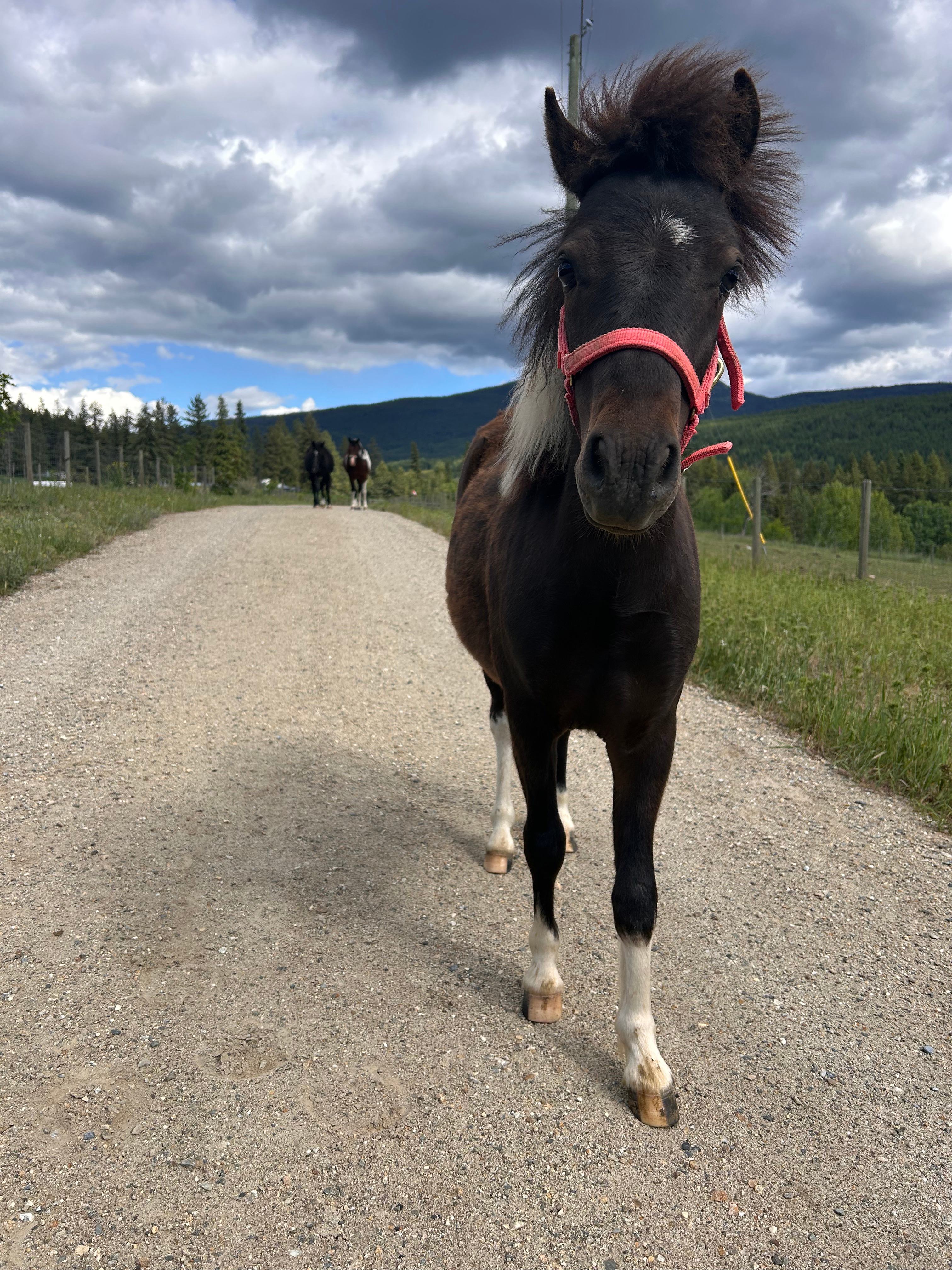 Jimmy the pony kids favourite.  