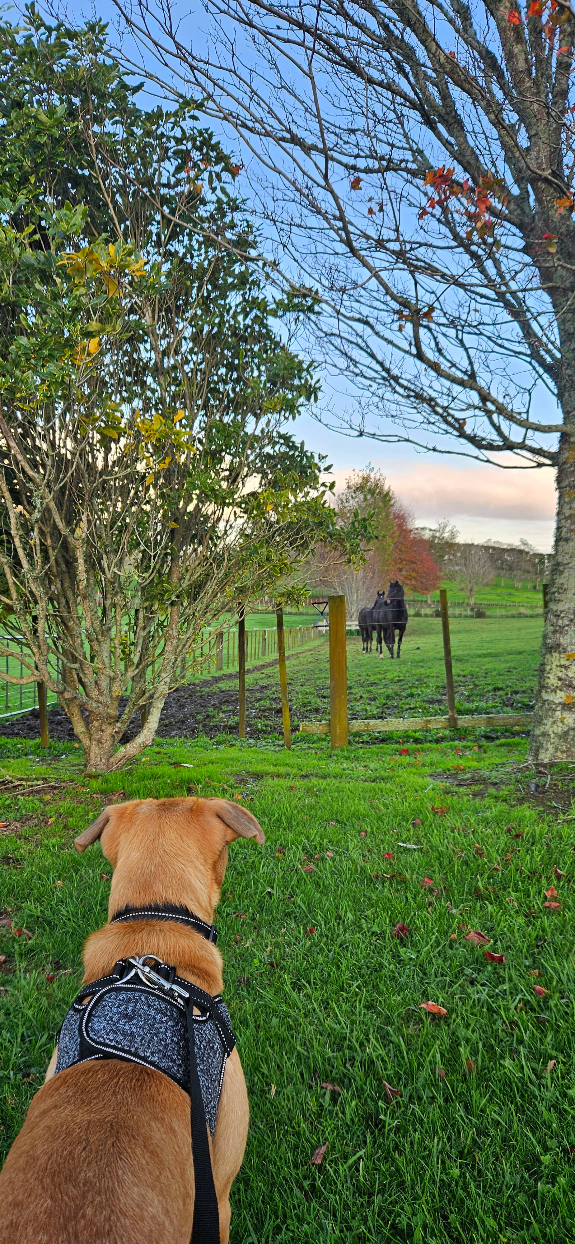 Sommerfeldt Farm