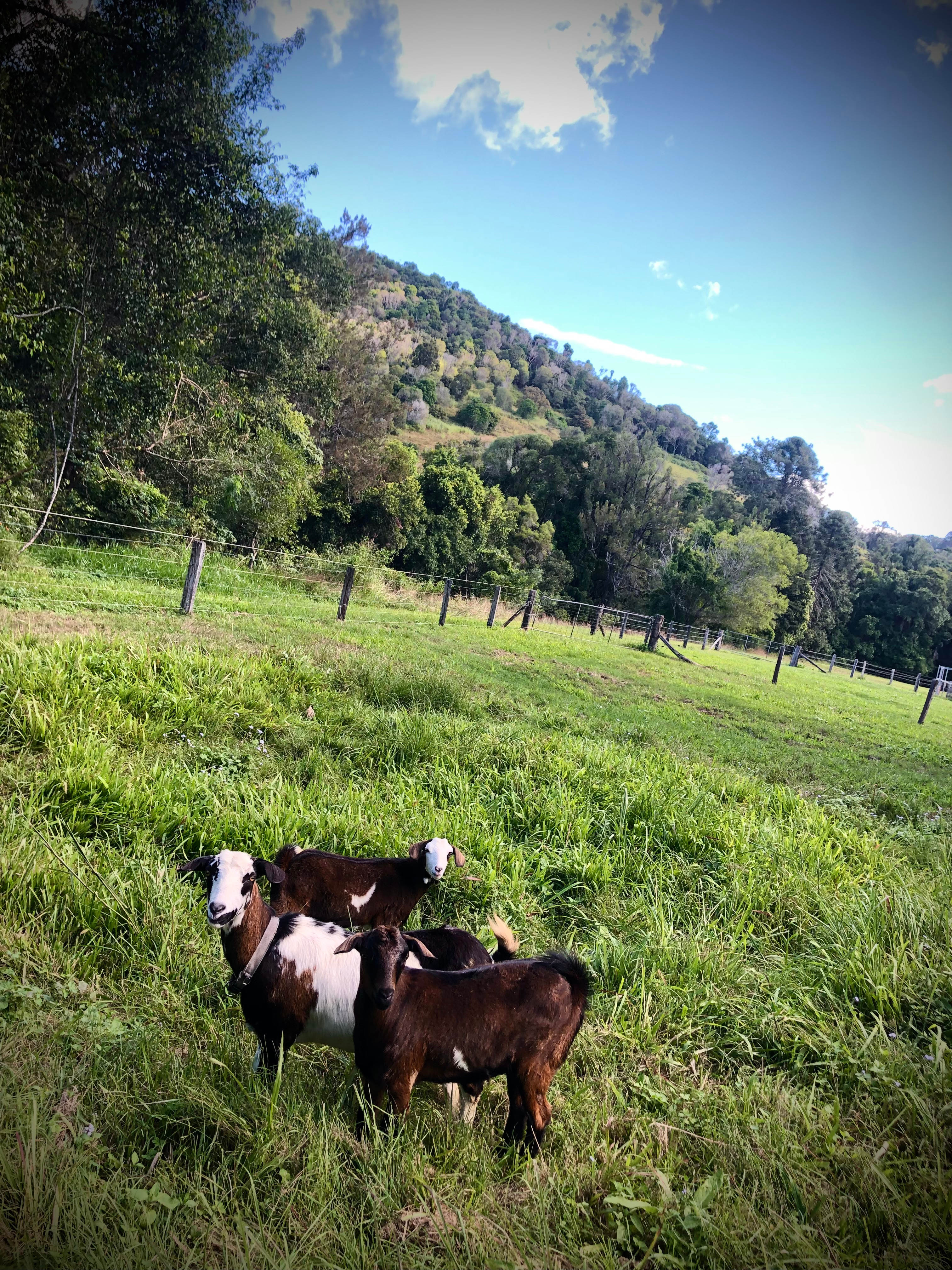 Amamoor Creek Camping Retreat